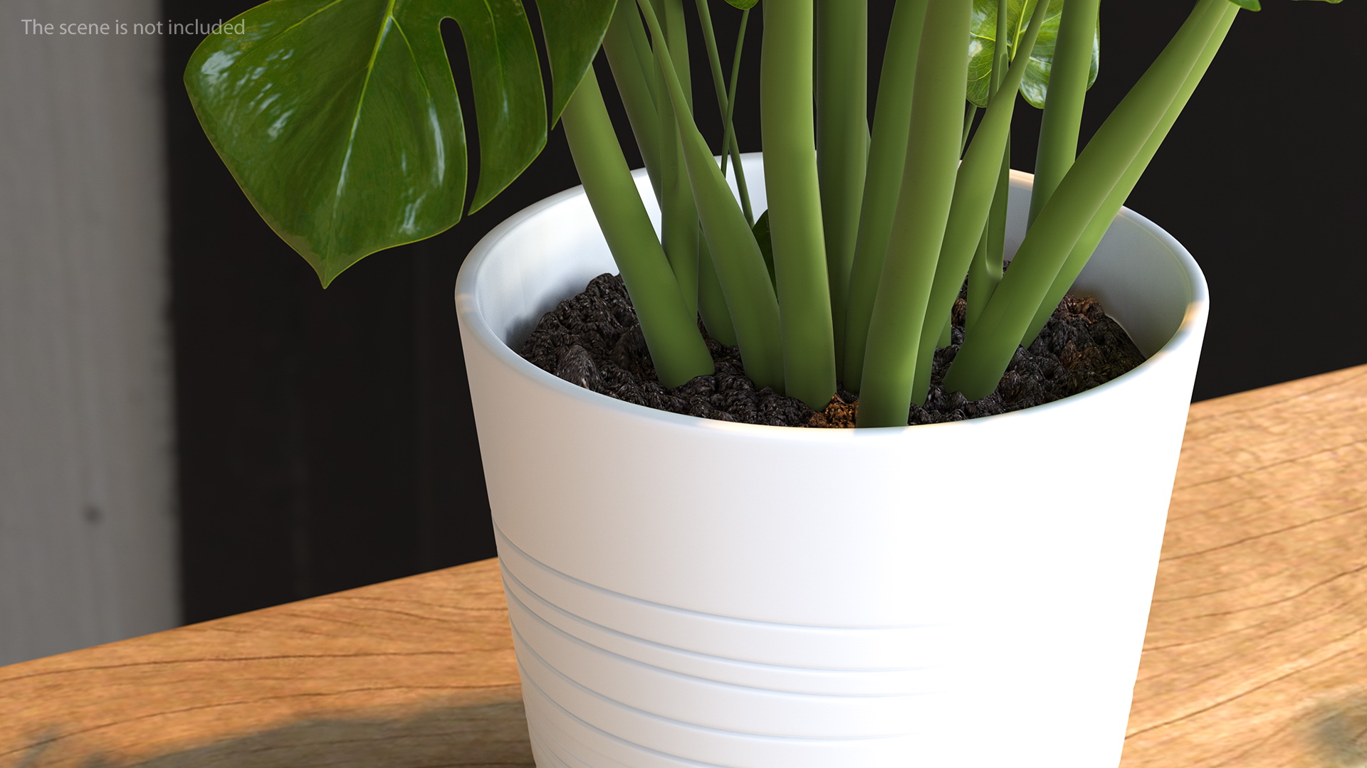 3D model Monstera Deliciosa Tropical Plant in Pot