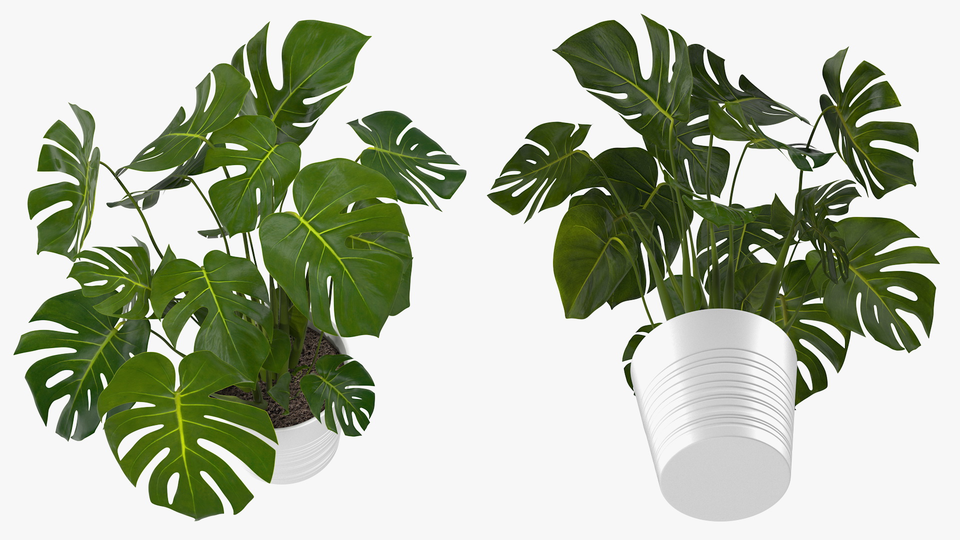 3D model Monstera Deliciosa Tropical Plant in Pot