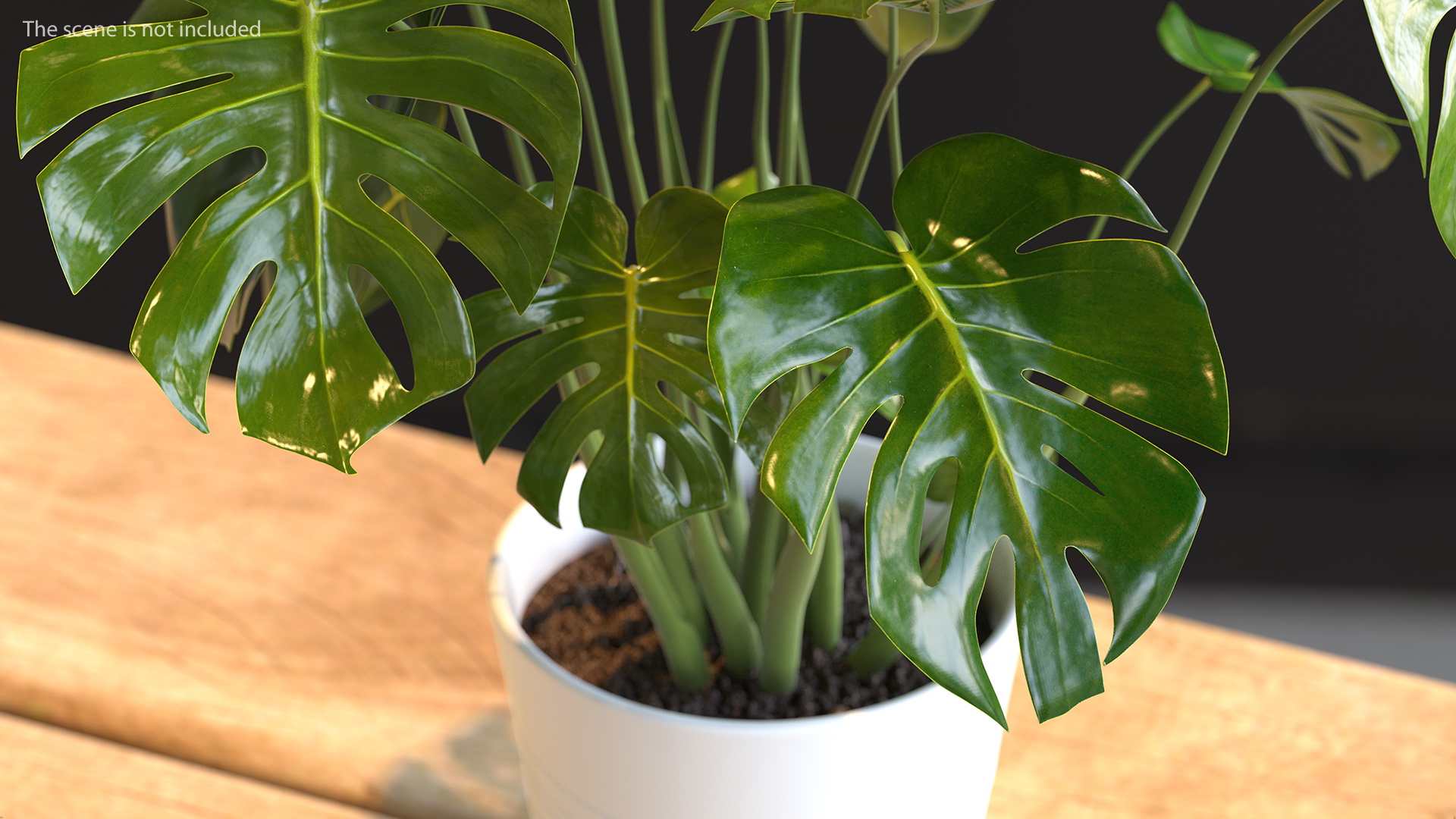 3D model Monstera Deliciosa Tropical Plant in Pot