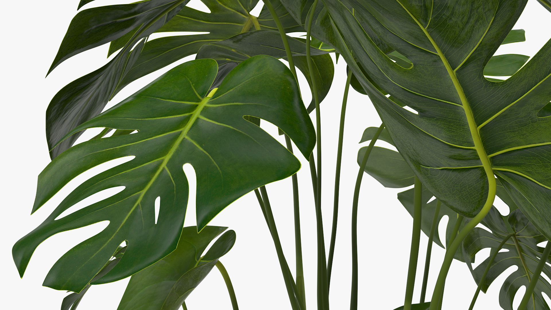 3D model Monstera Deliciosa Tropical Plant in Pot