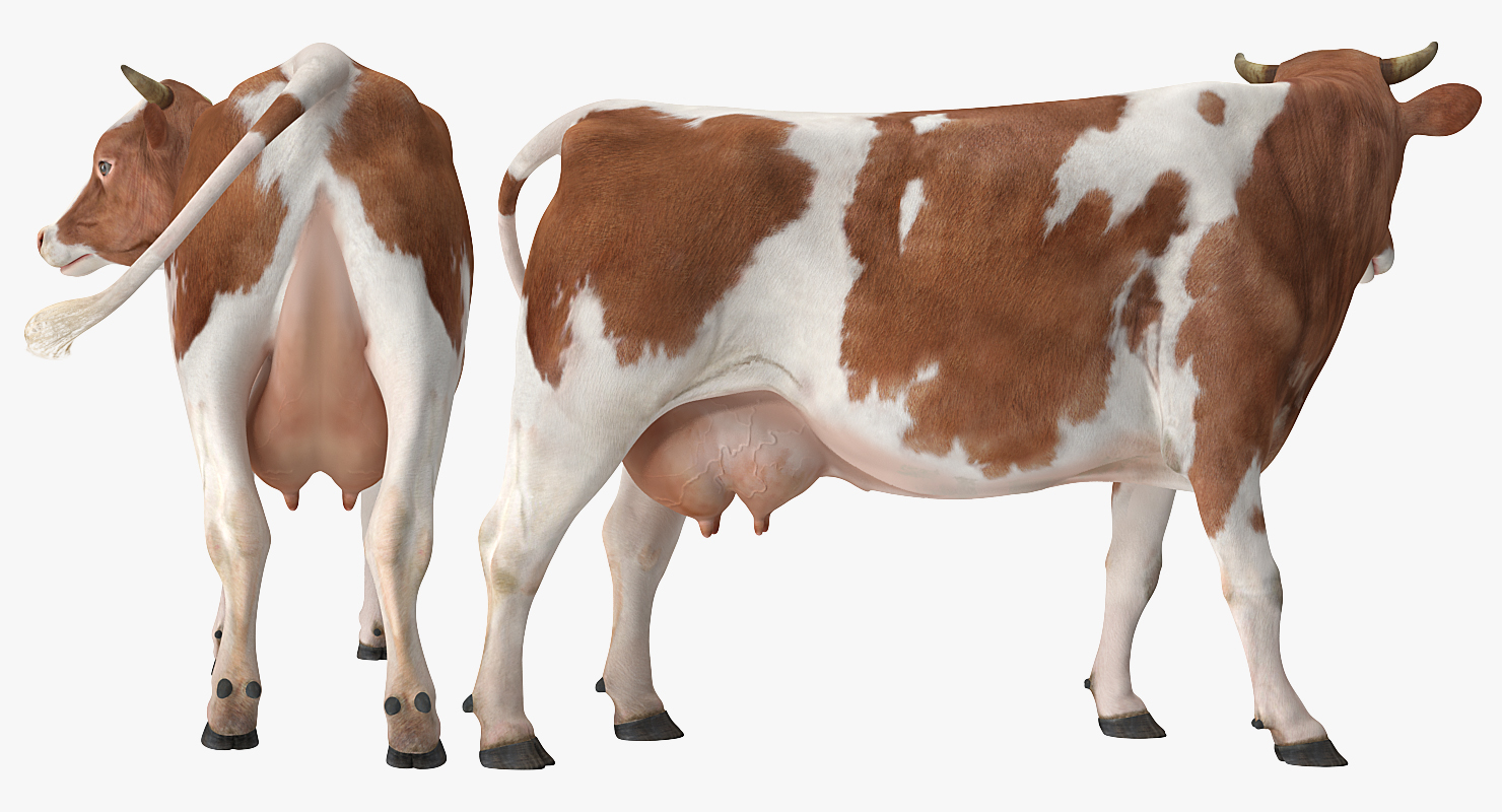 Red and White Cow 3D