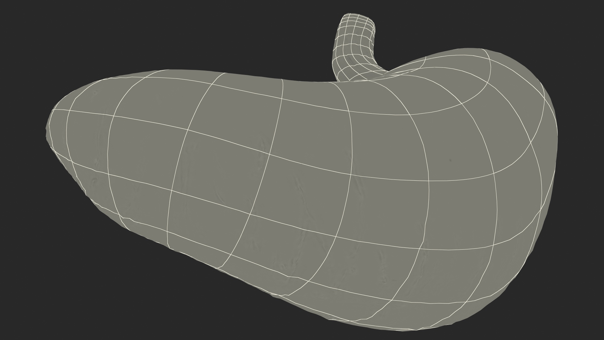 3D Human Stomach model