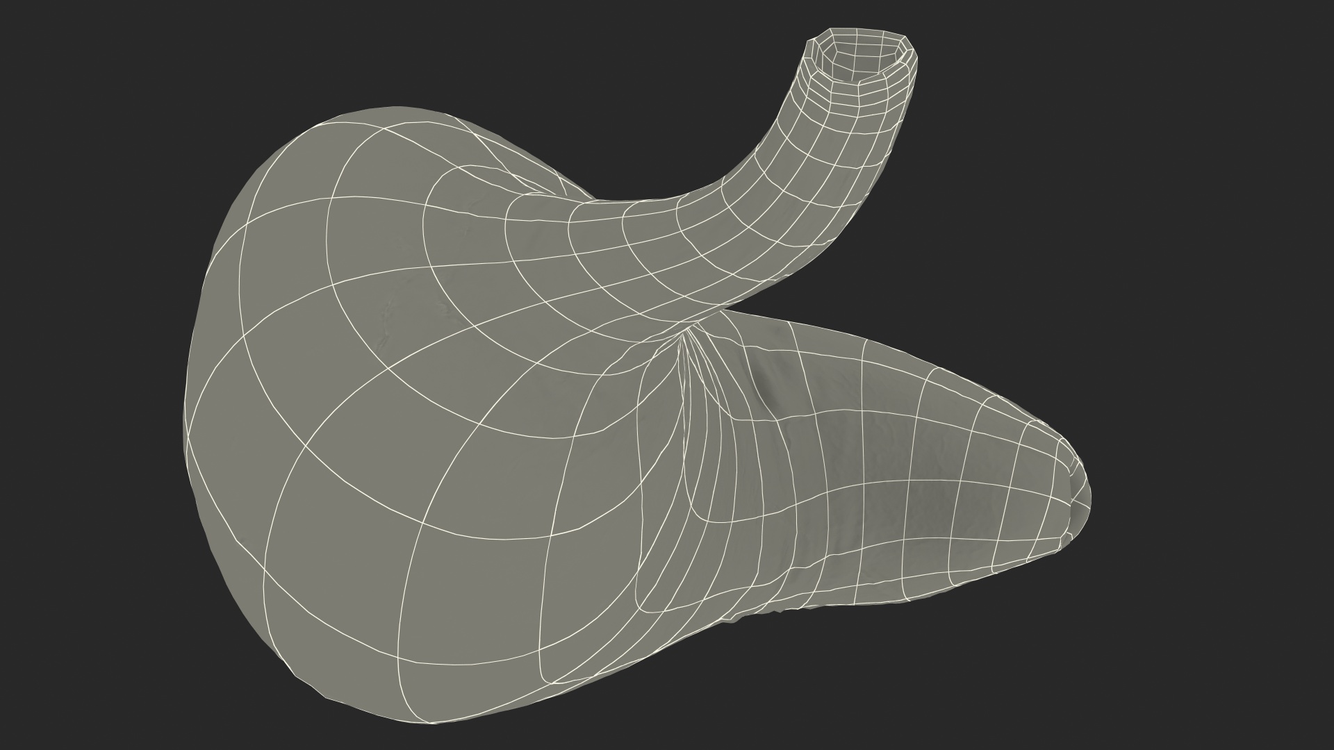 3D Human Stomach model