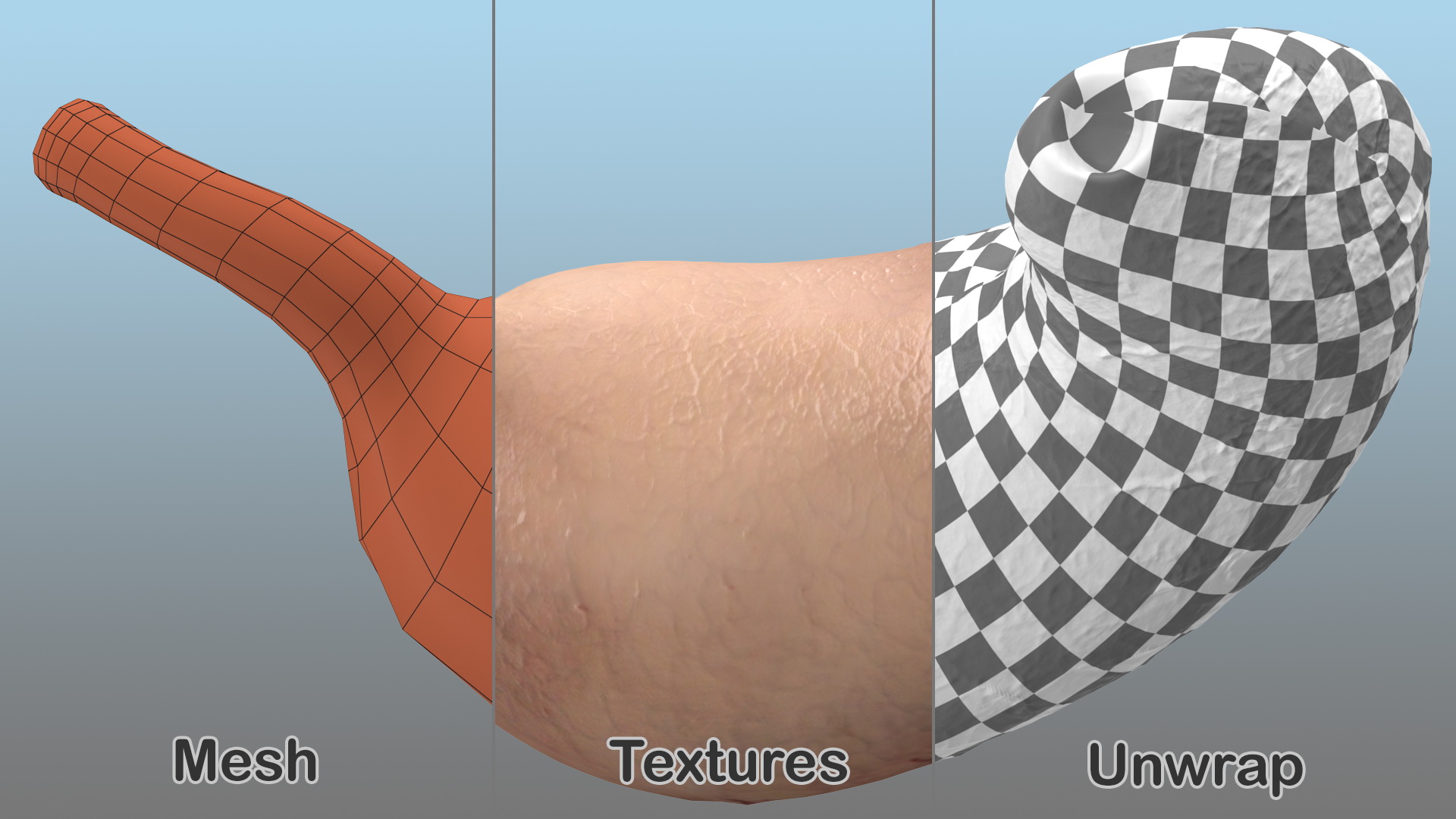 3D Human Stomach model