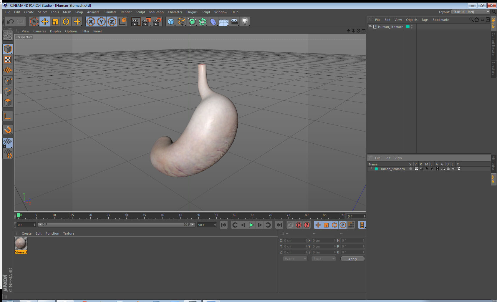 3D Human Stomach model