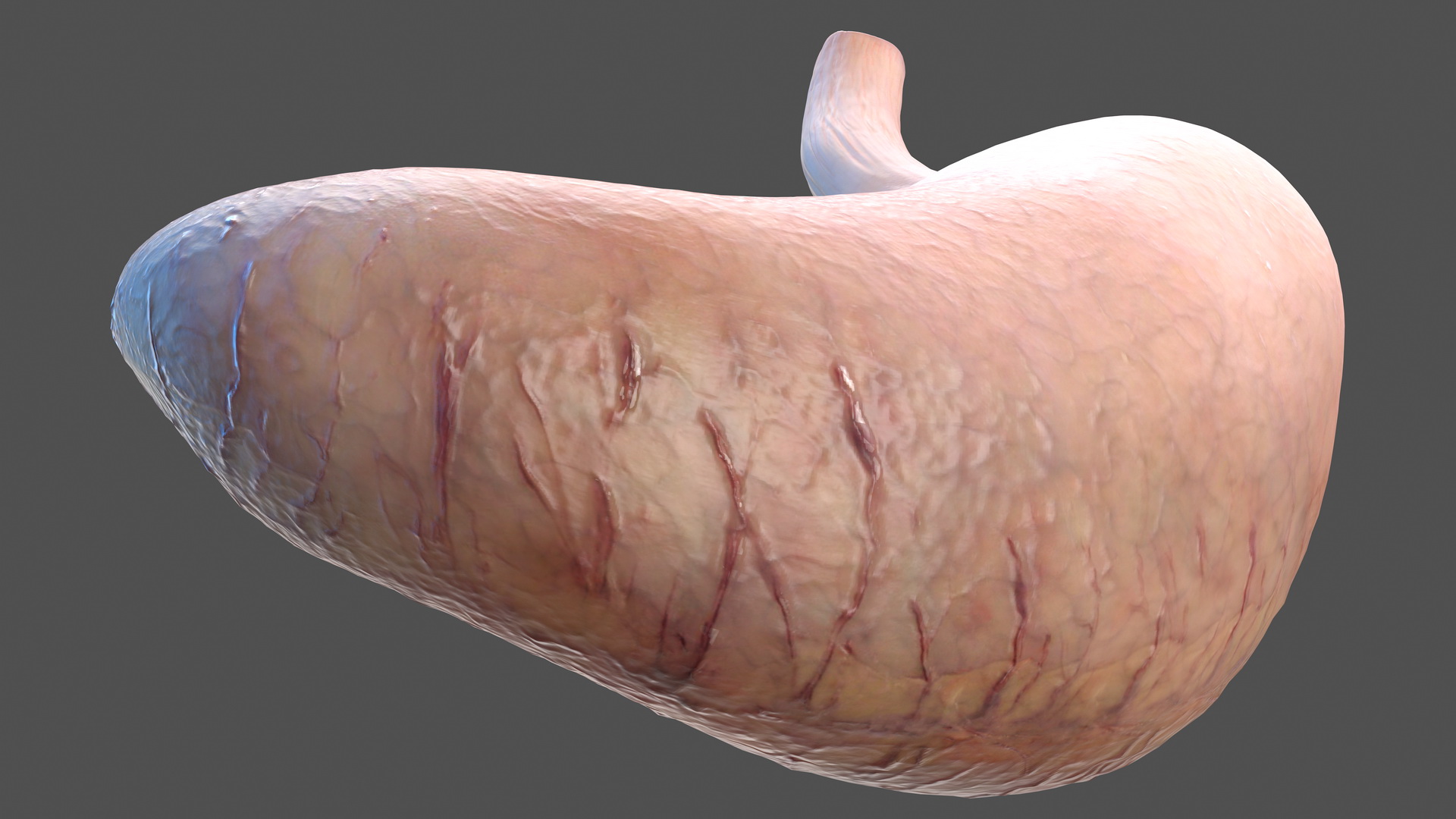 3D Human Stomach model