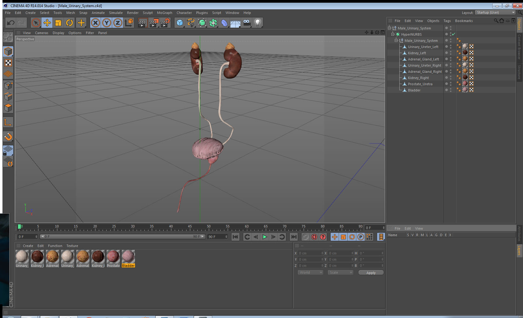 Male Urinary System 3D model