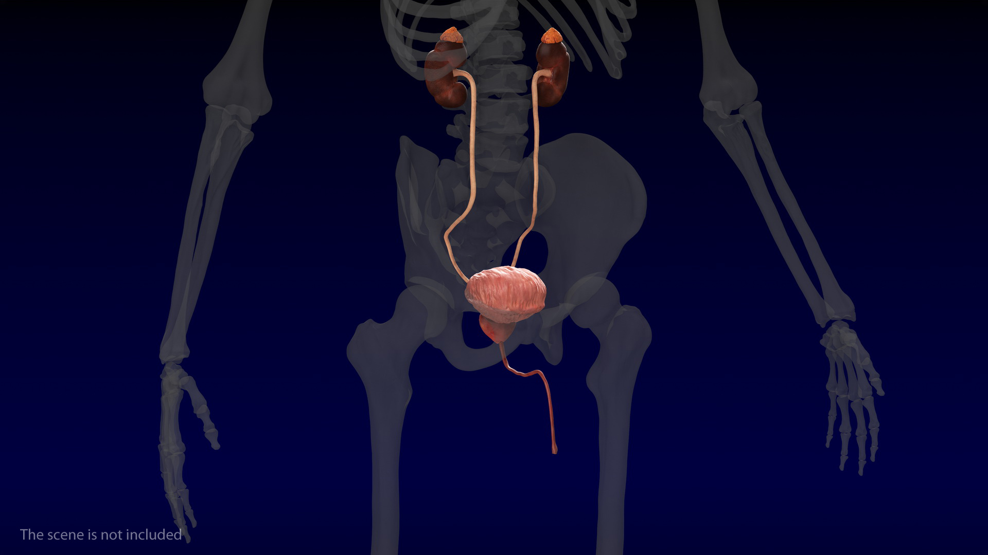 Male Urinary System 3D model