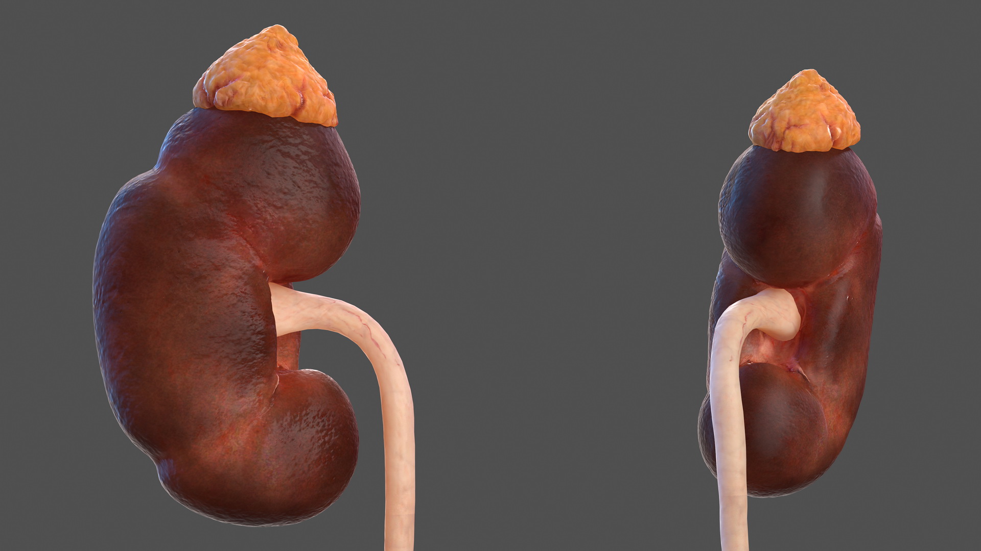 Male Urinary System 3D model