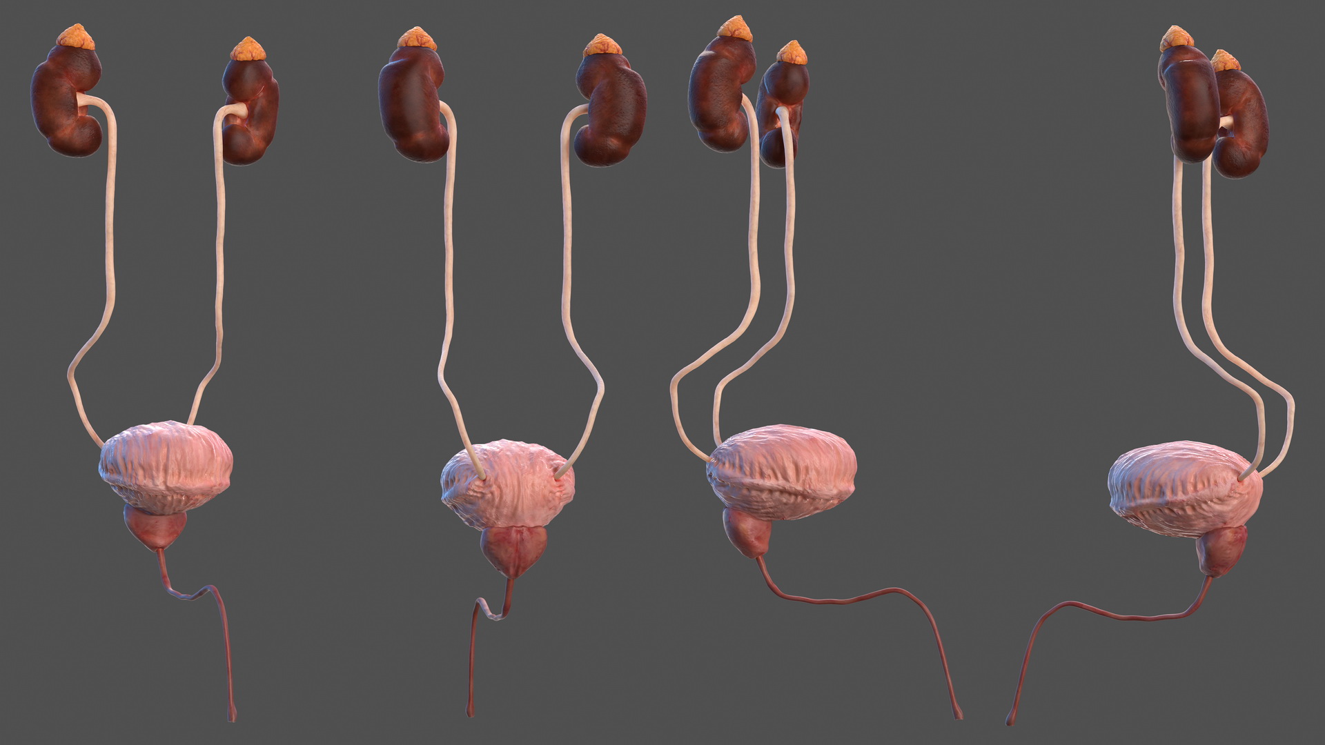 Male Urinary System 3D model