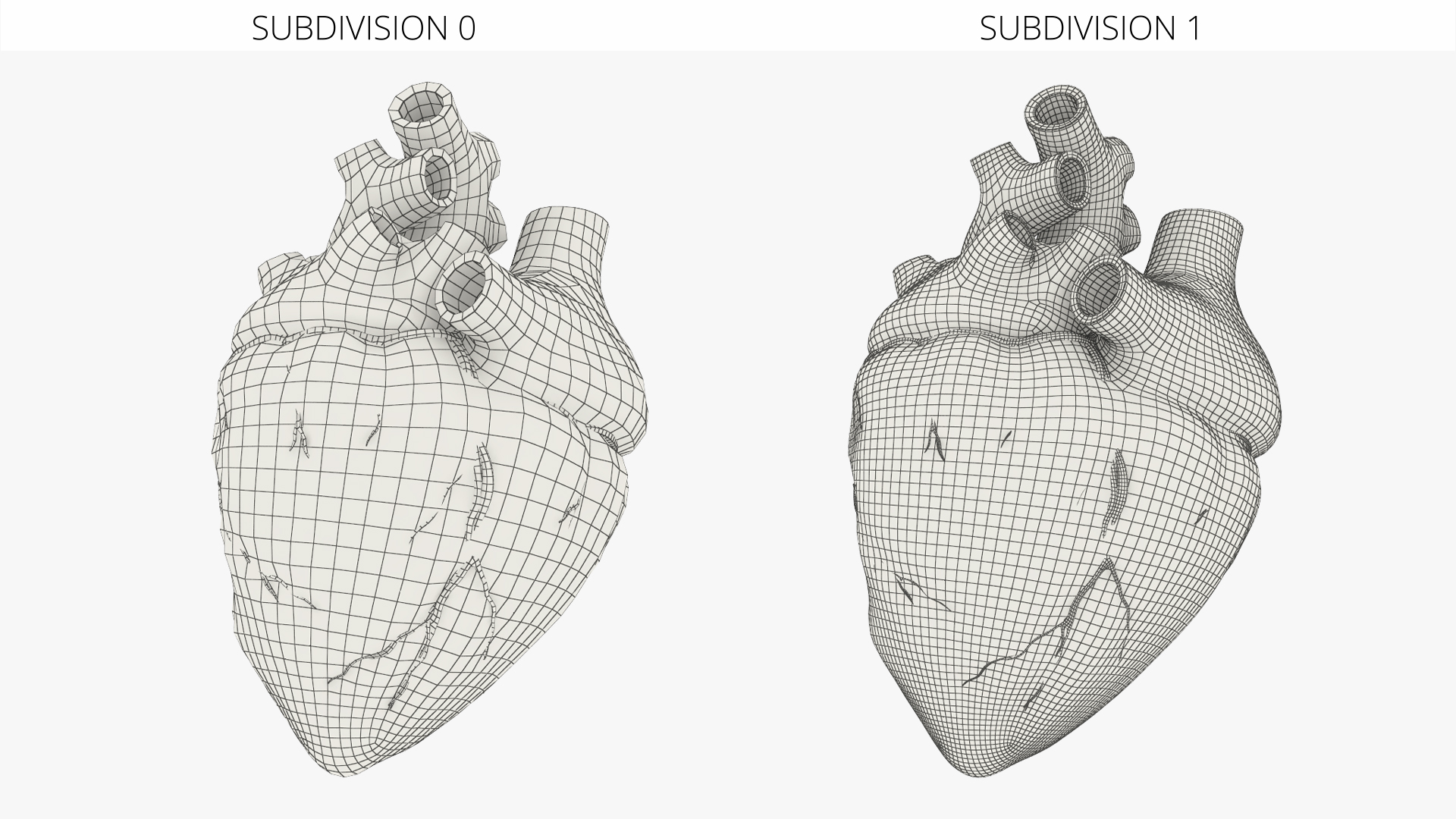 Anatomical Dog Heart with Vascular Connections - view 8