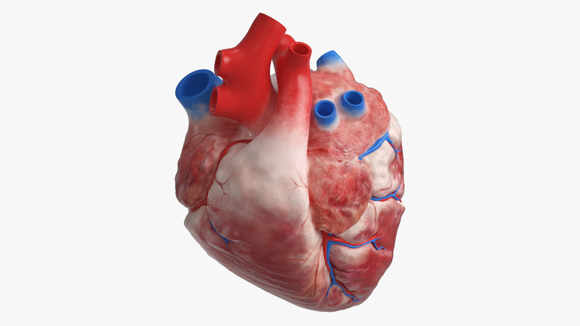 Anatomical Dog Heart with Vascular Connections - view 2