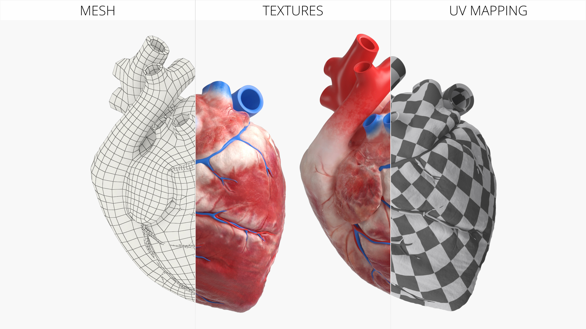 Anatomical Dog Heart with Vascular Connections - view 7