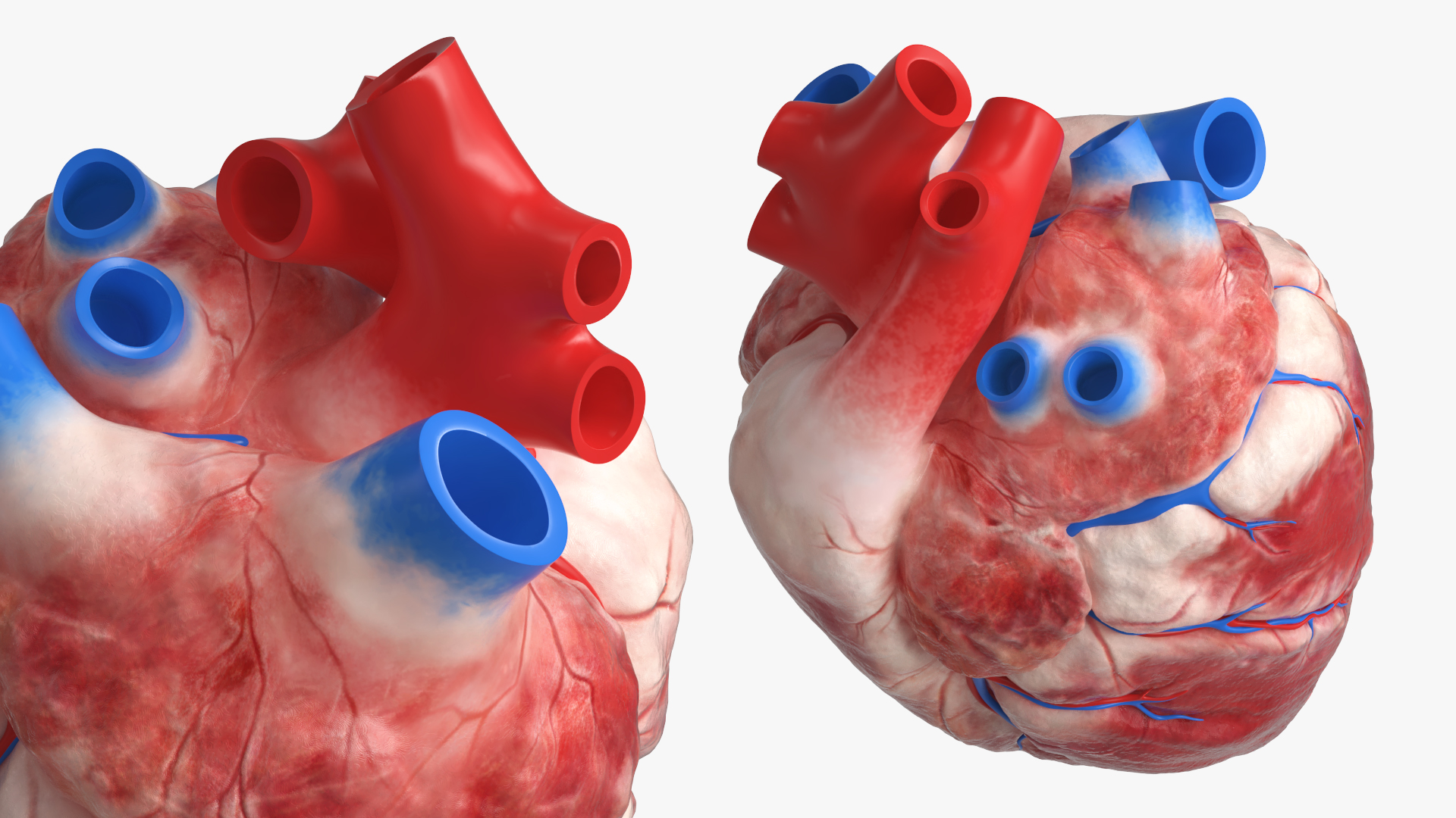 Anatomical Dog Heart with Vascular Connections - view 6