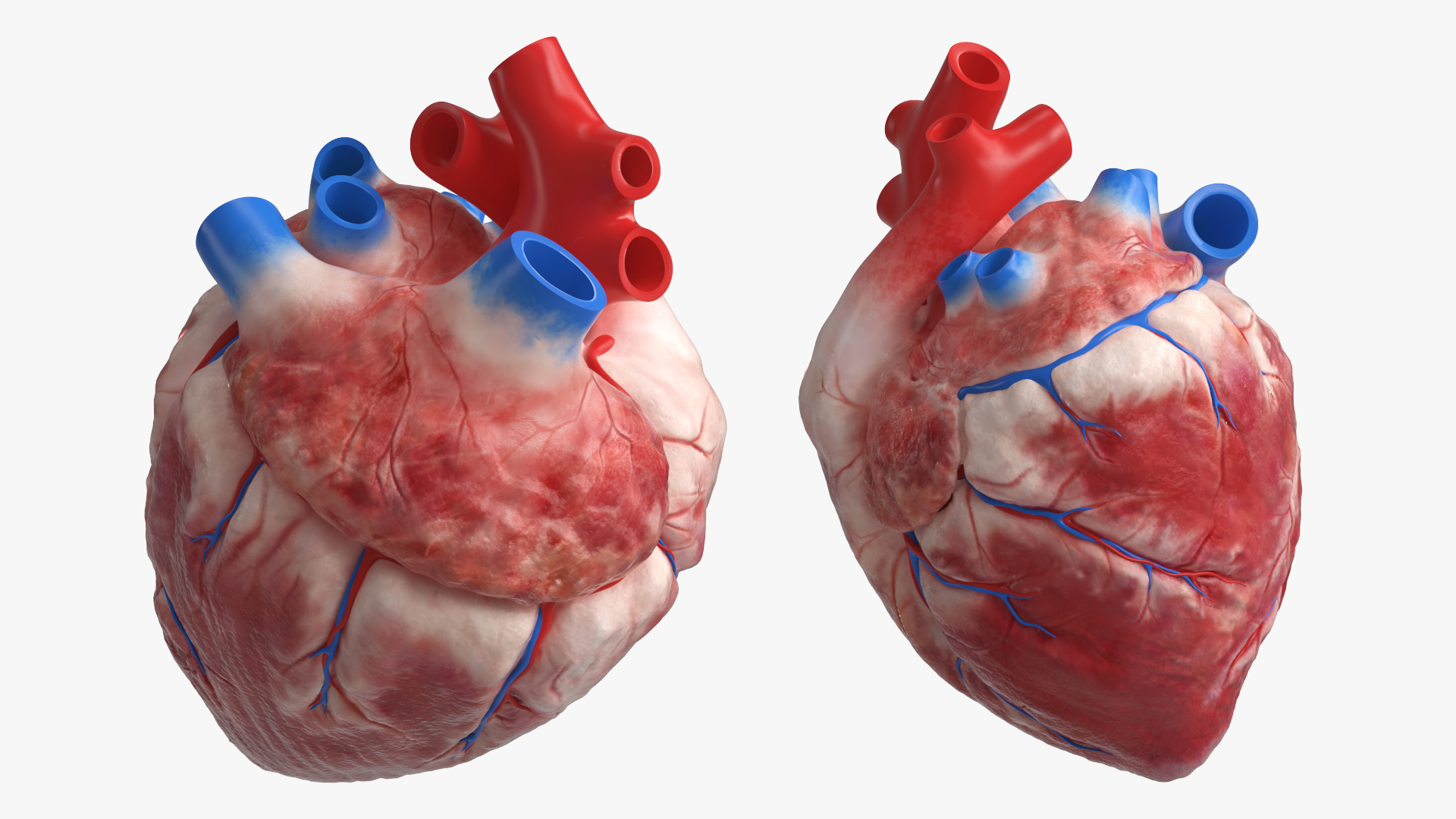 Anatomical Dog Heart with Vascular Connections - view 4