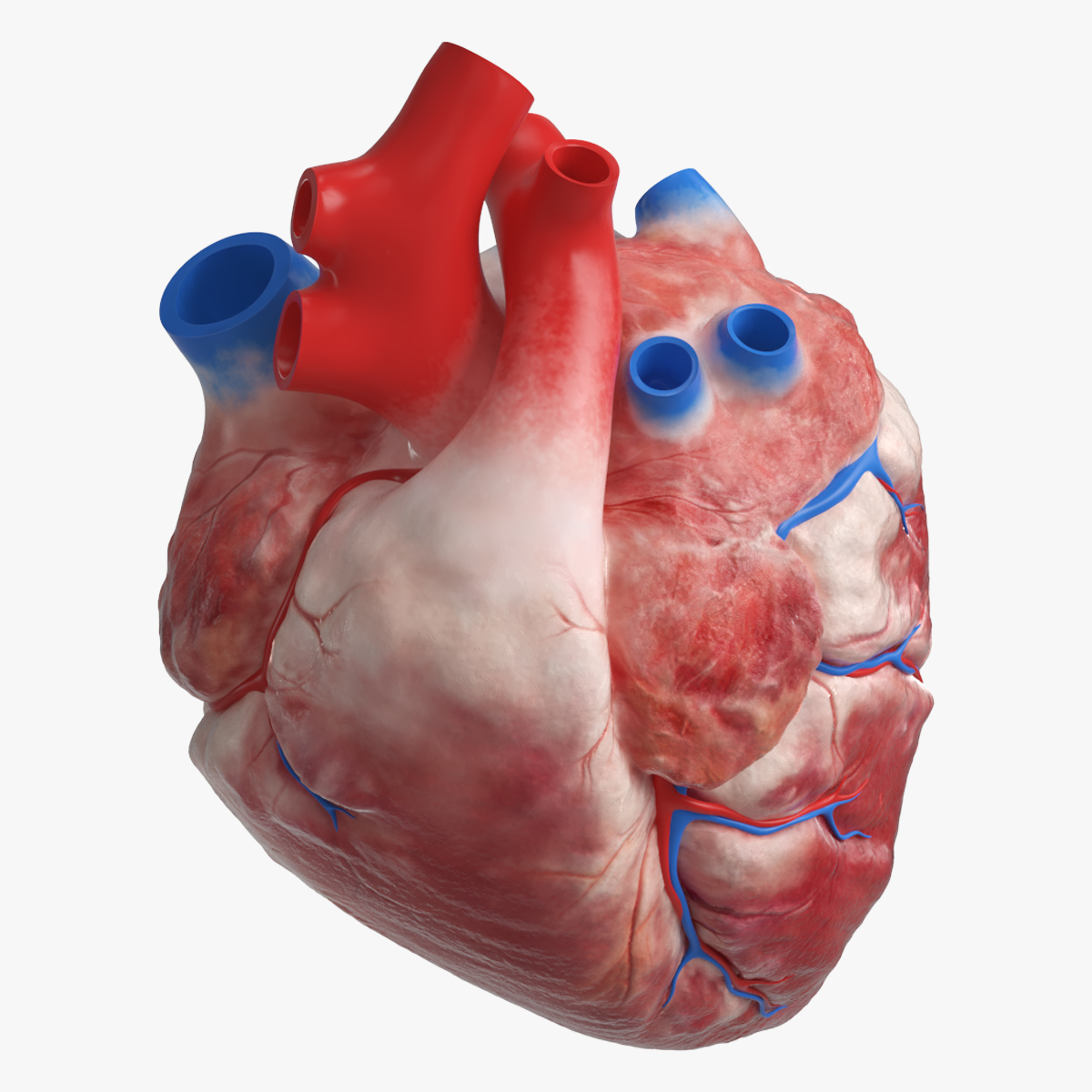 Anatomical Dog Heart with Vascular Connections 3D model preview