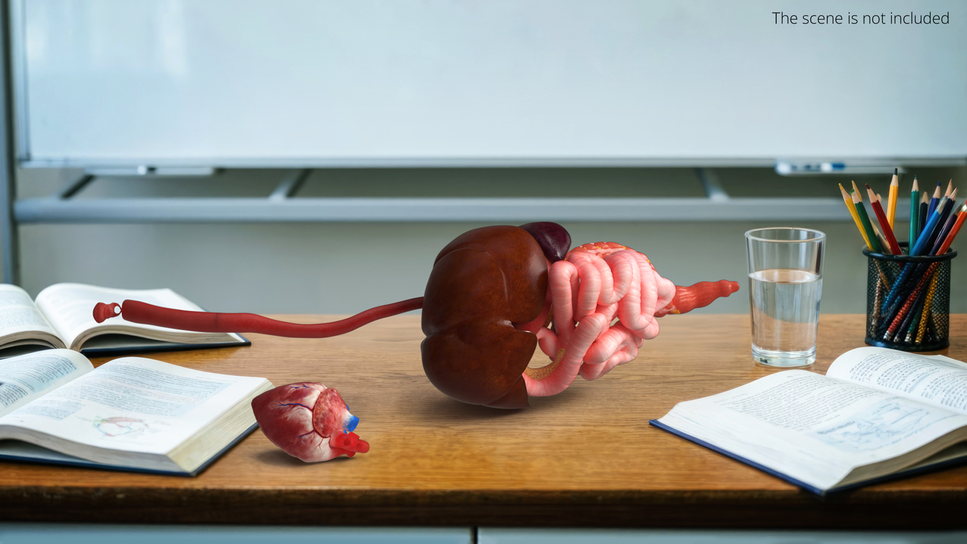 Anatomical Dog Heart with Vascular Connections - view 3