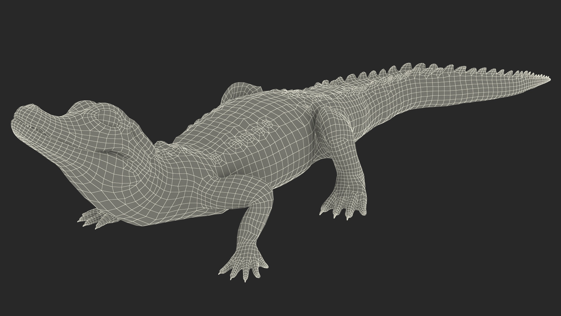 3D Black Caiman Baby Looks Up