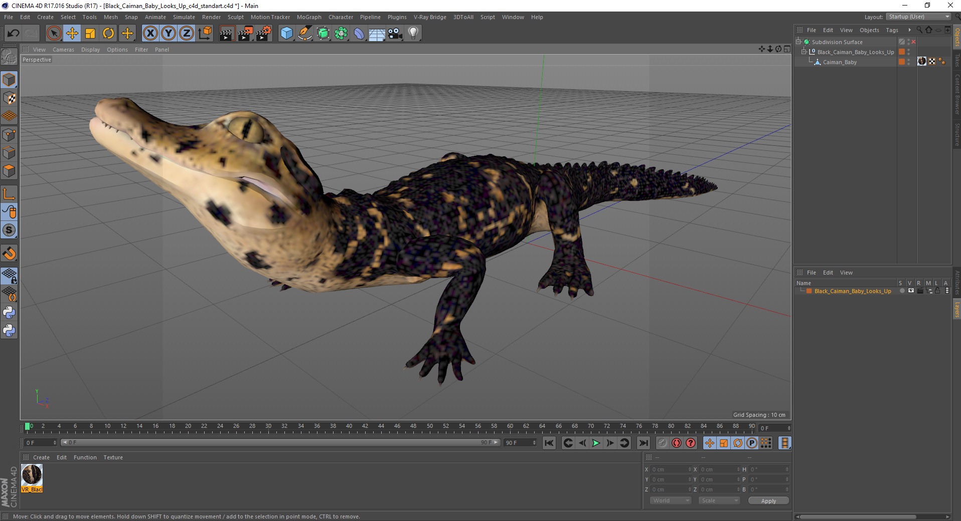 3D Black Caiman Baby Looks Up