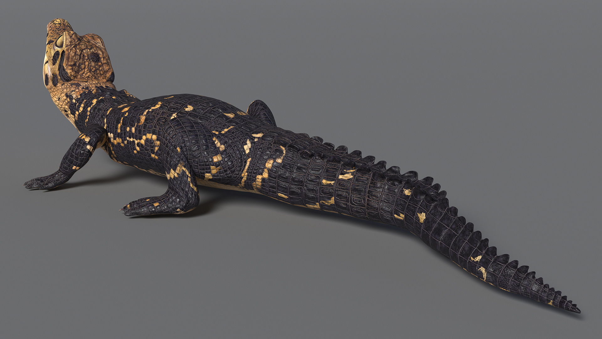 3D Black Caiman Baby Looks Up