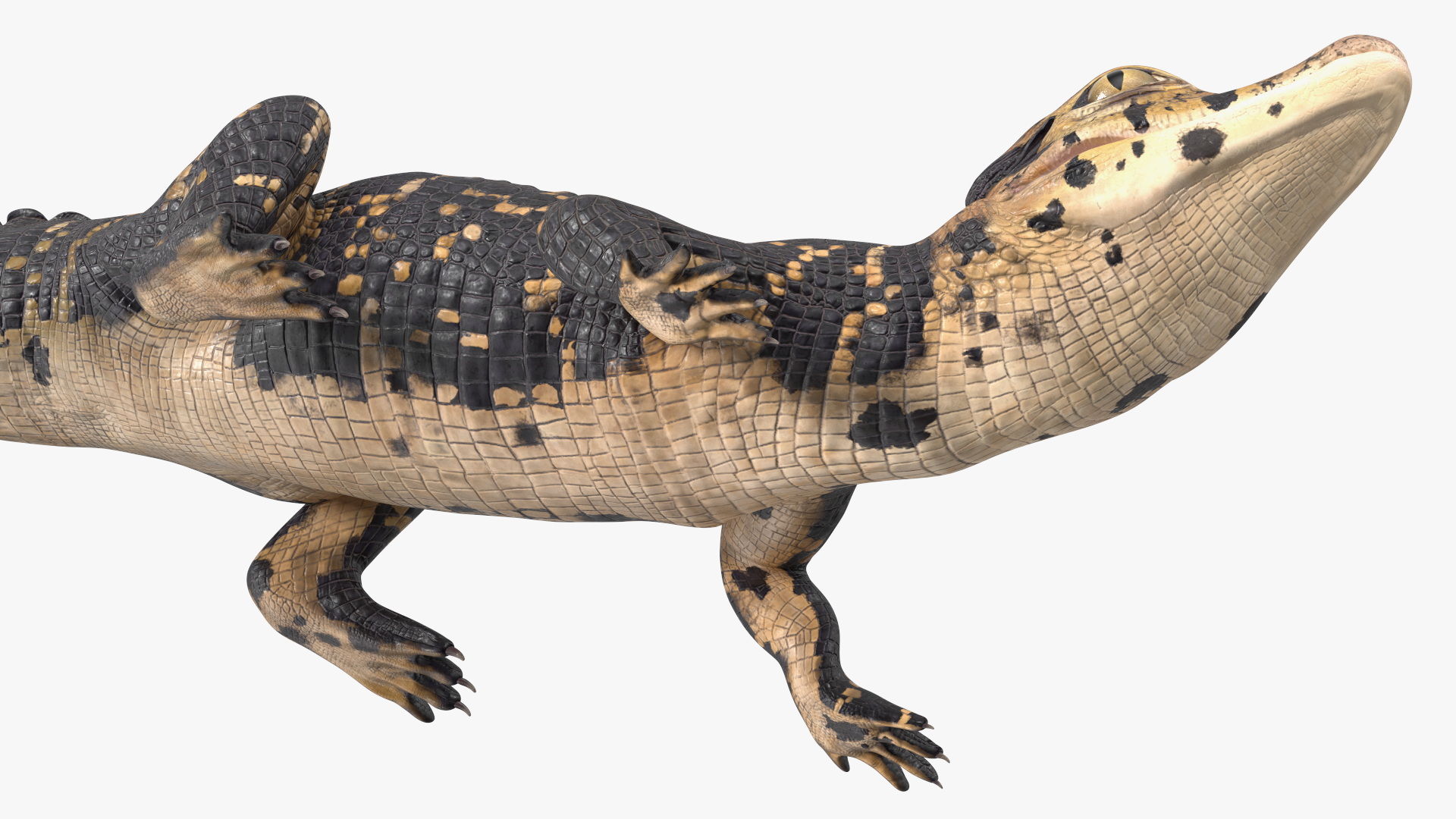 3D Black Caiman Baby Looks Up