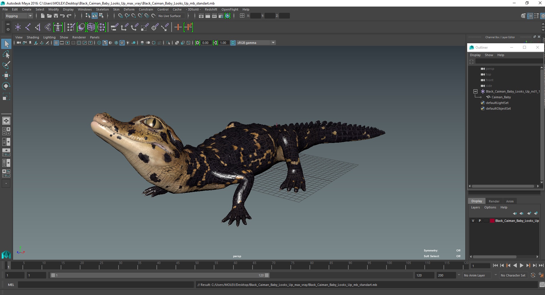 3D Black Caiman Baby Looks Up