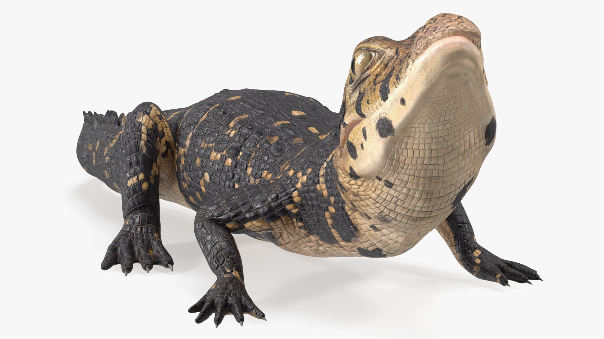 3D Black Caiman Baby Looks Up