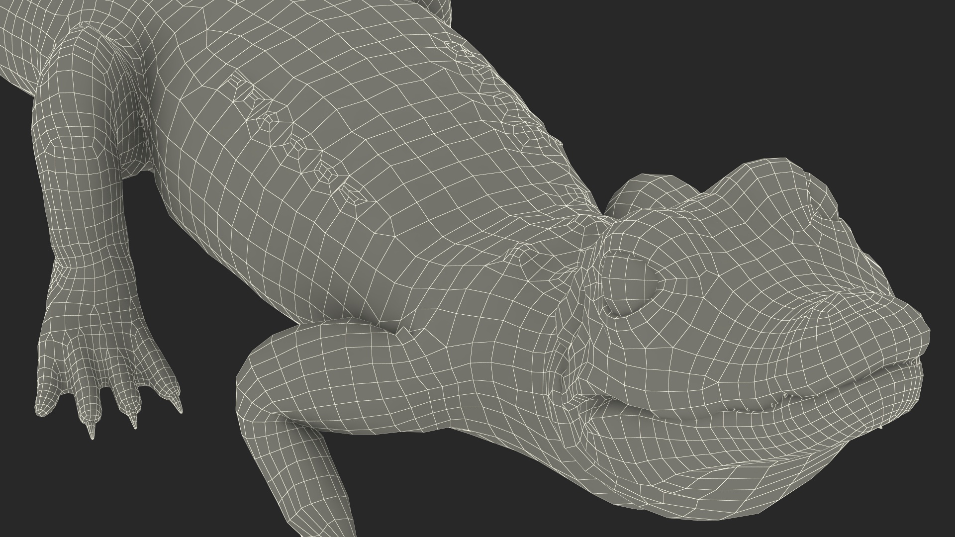 3D Black Caiman Baby Looks Up
