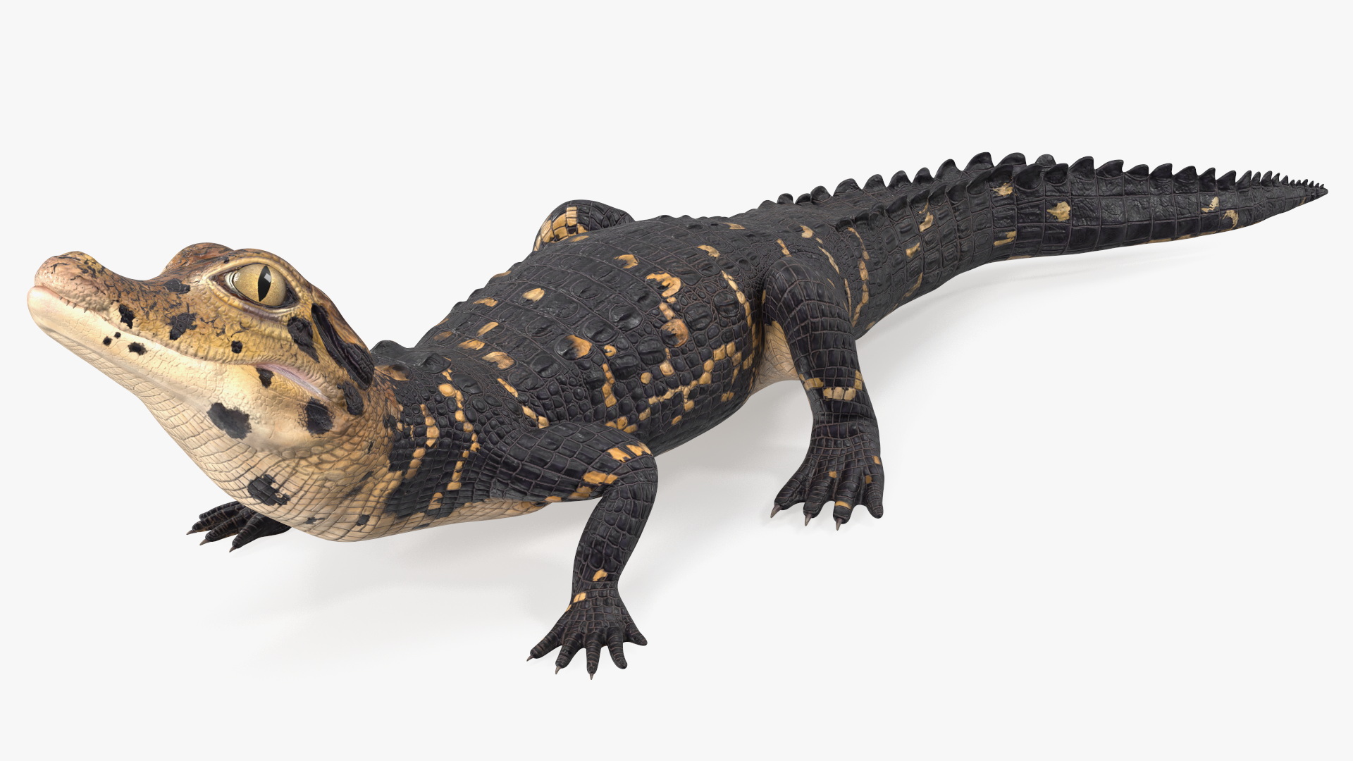 3D Black Caiman Baby Looks Up