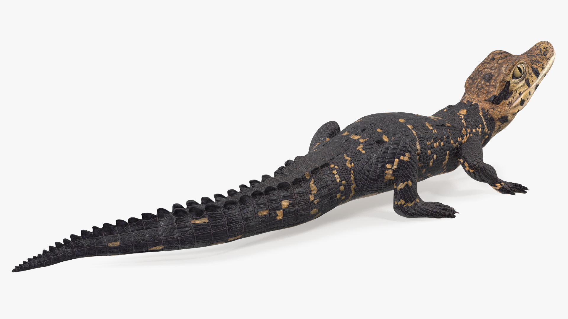 3D Black Caiman Baby Looks Up