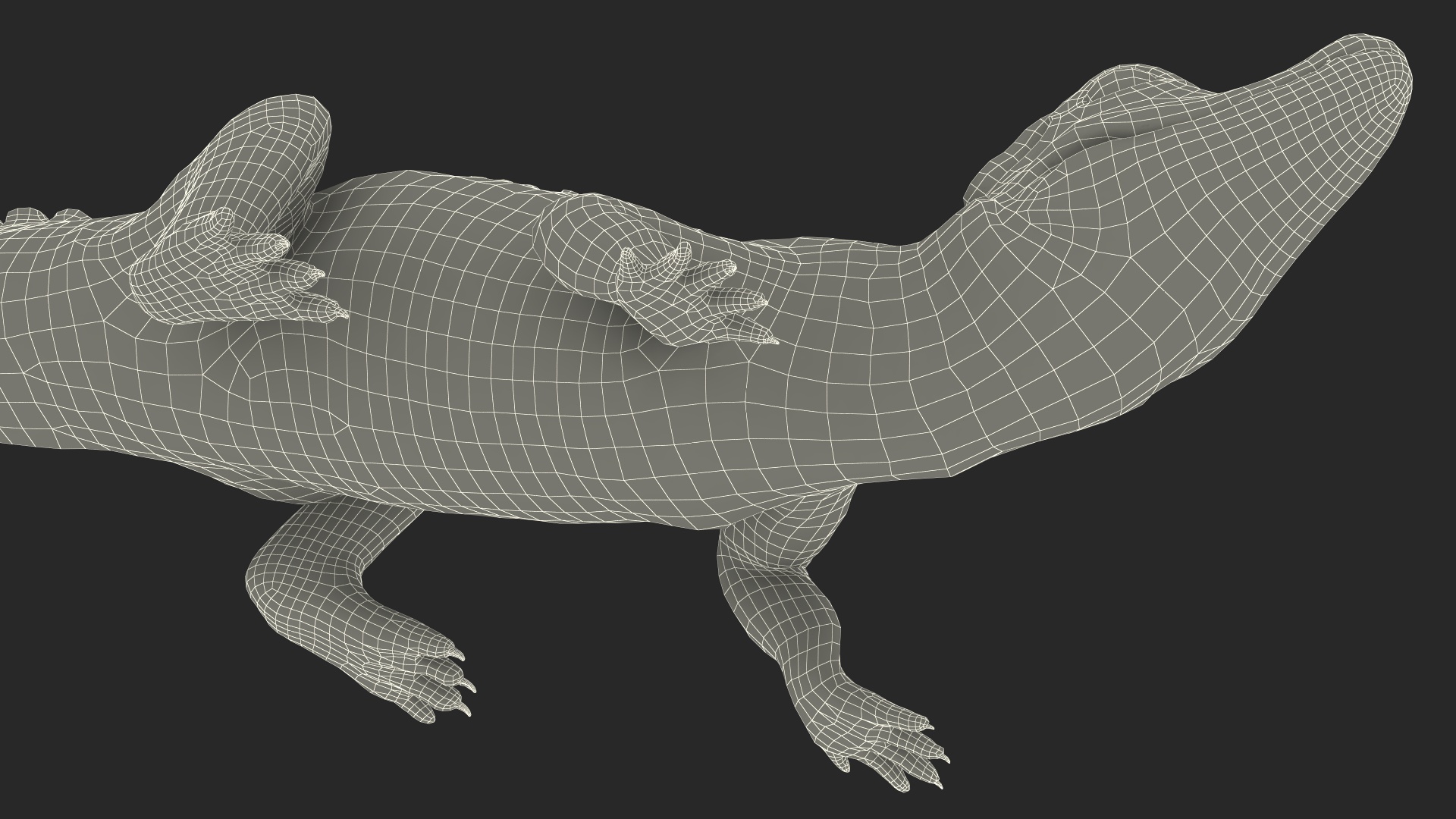 3D Black Caiman Baby Looks Up