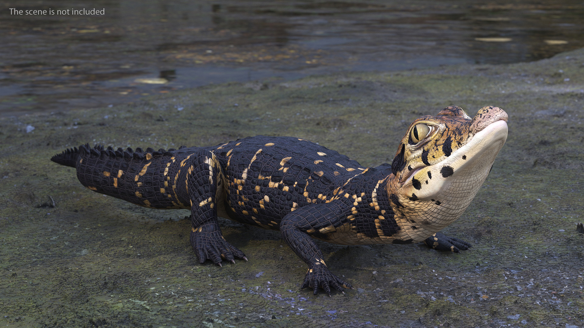 3D Black Caiman Baby Looks Up