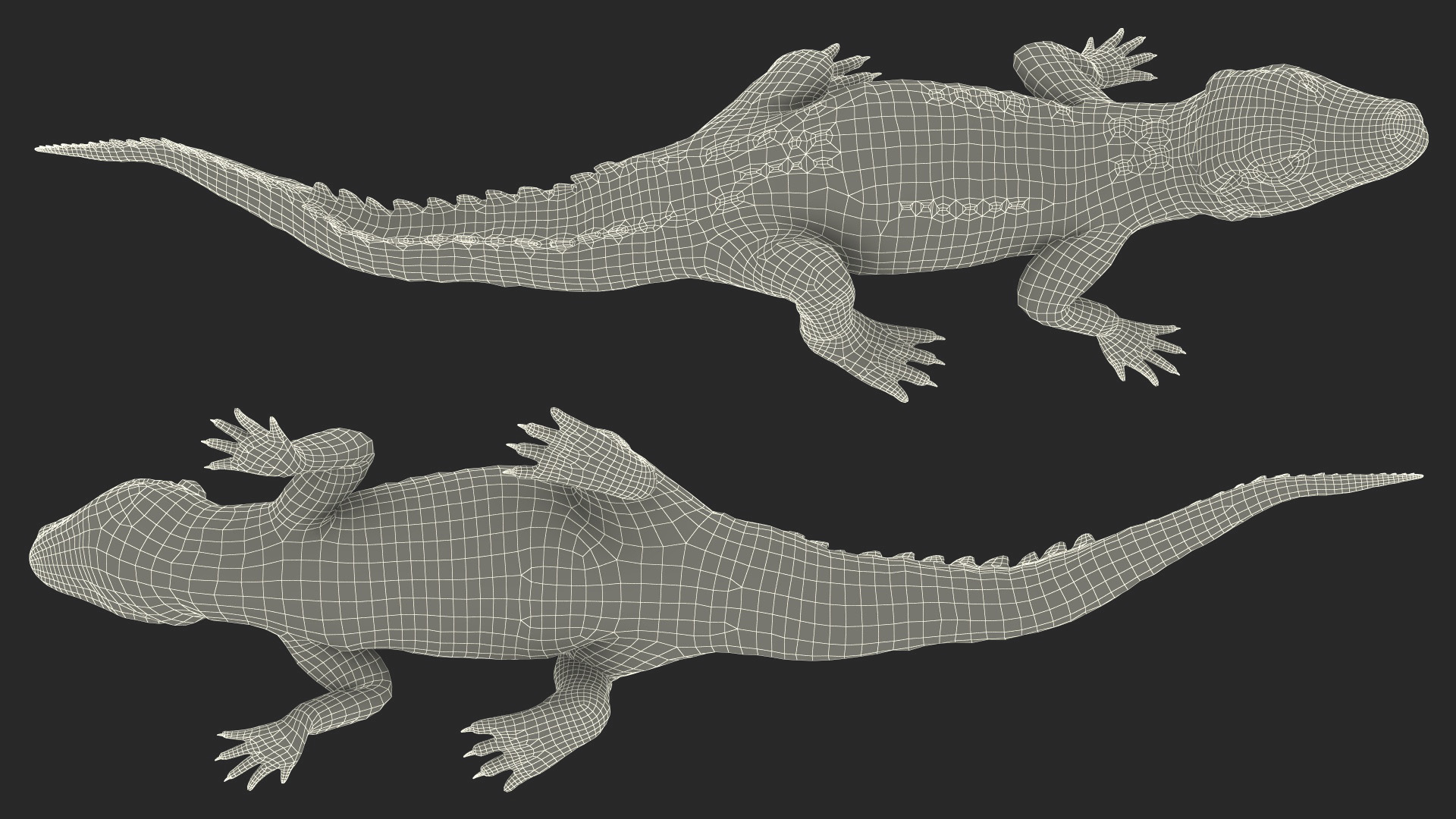 3D Black Caiman Baby Looks Up