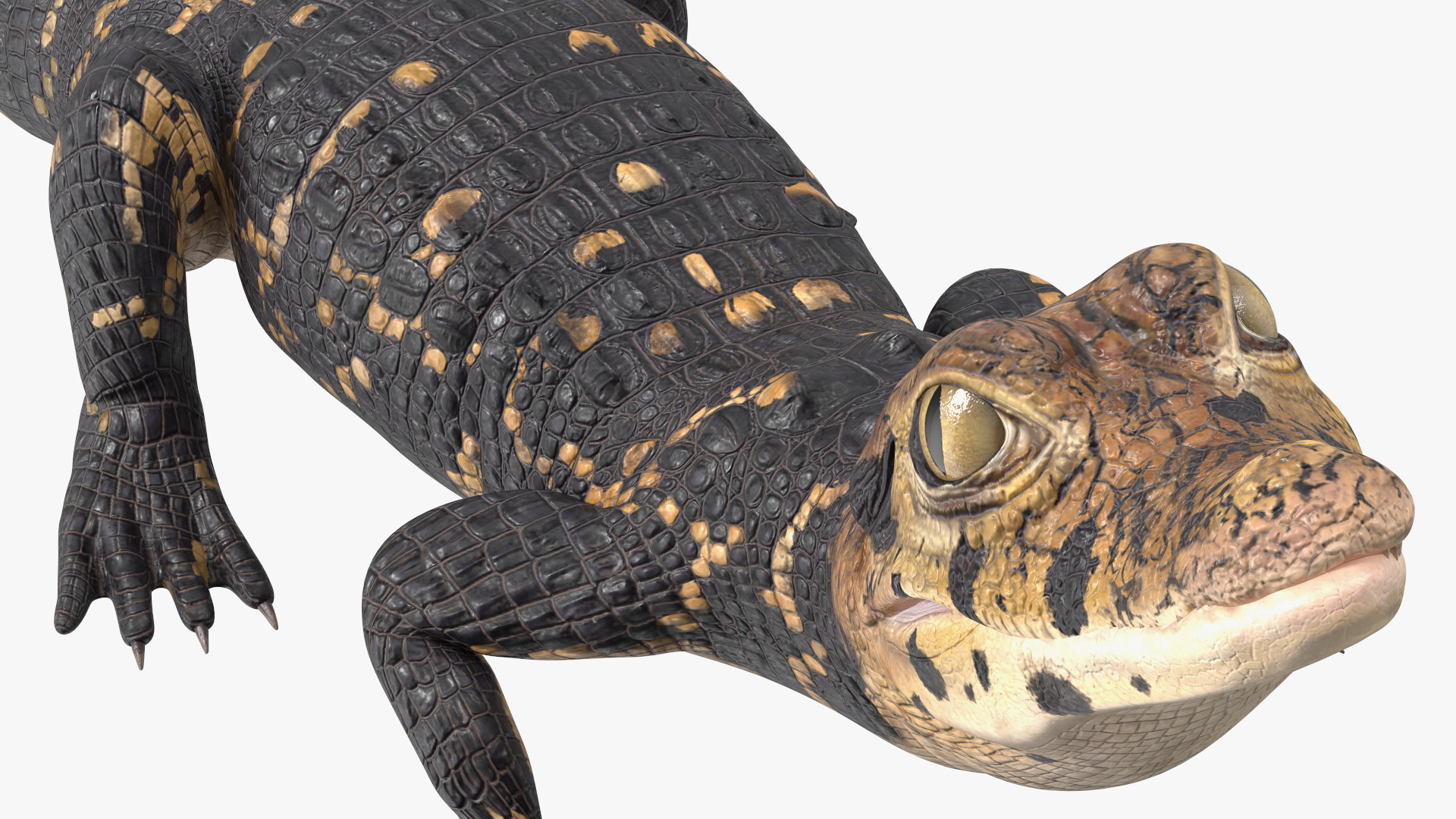 3D Black Caiman Baby Looks Up