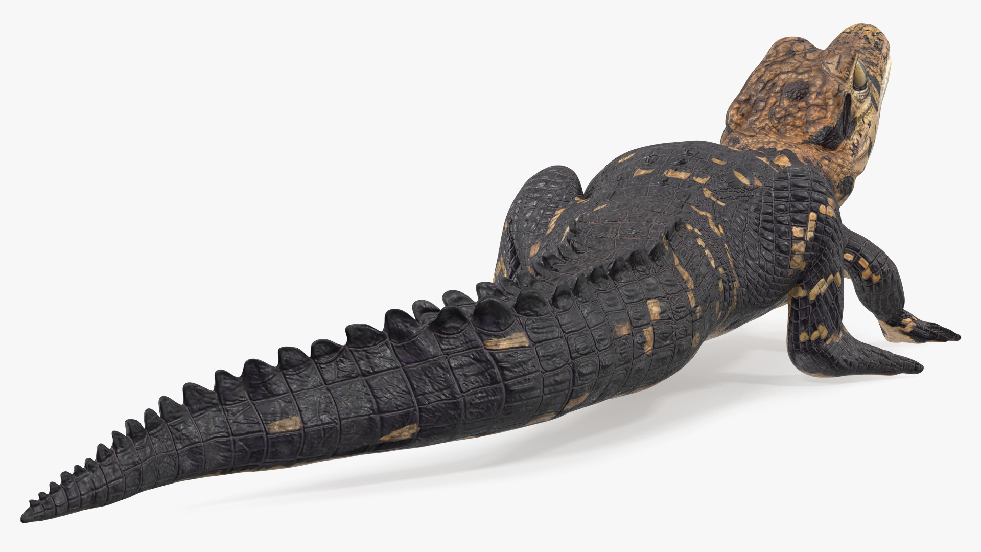 3D Black Caiman Baby Looks Up