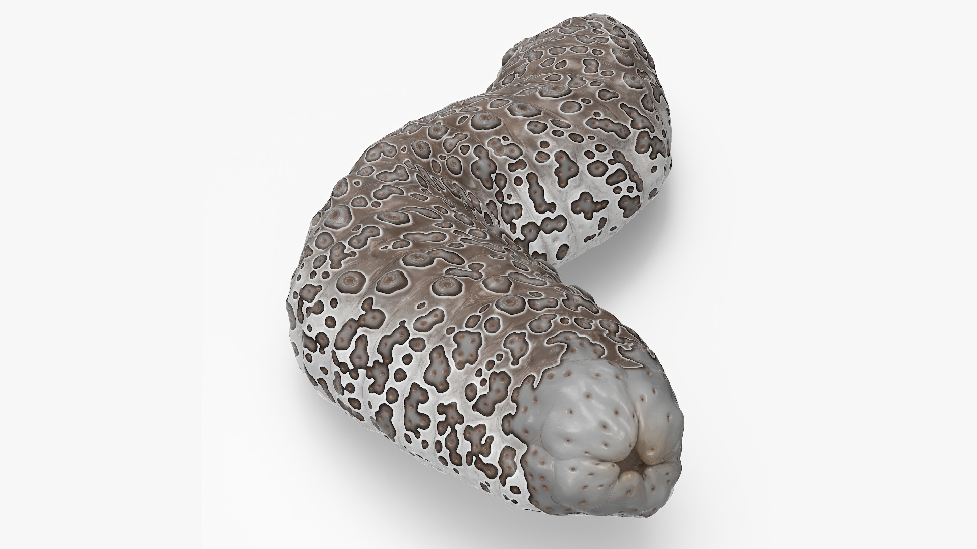 3D model Trepang Brown Rigged