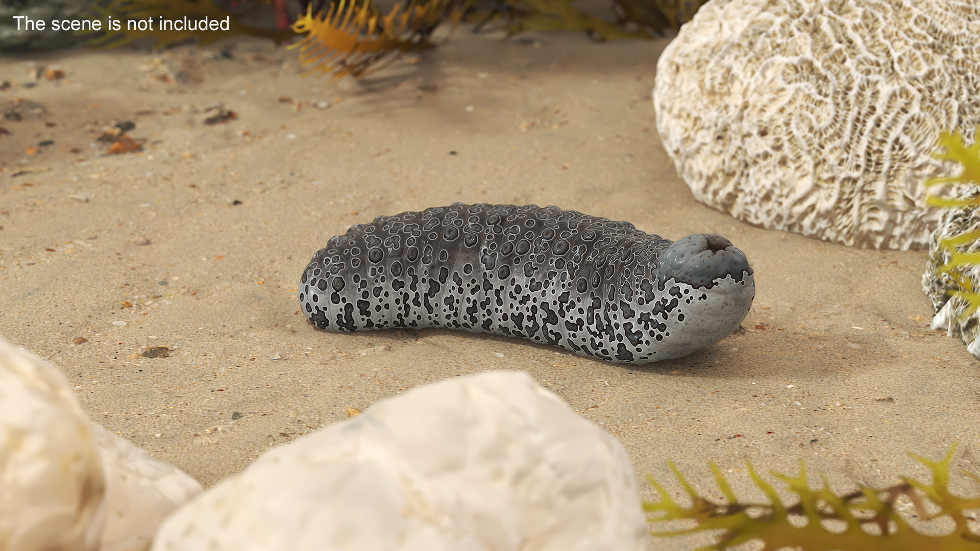 3D model Trepang Brown Rigged