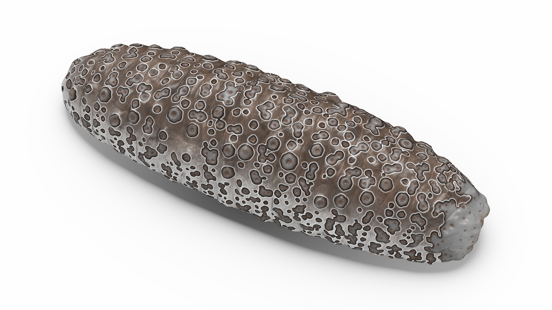 3D model Trepang Brown Rigged