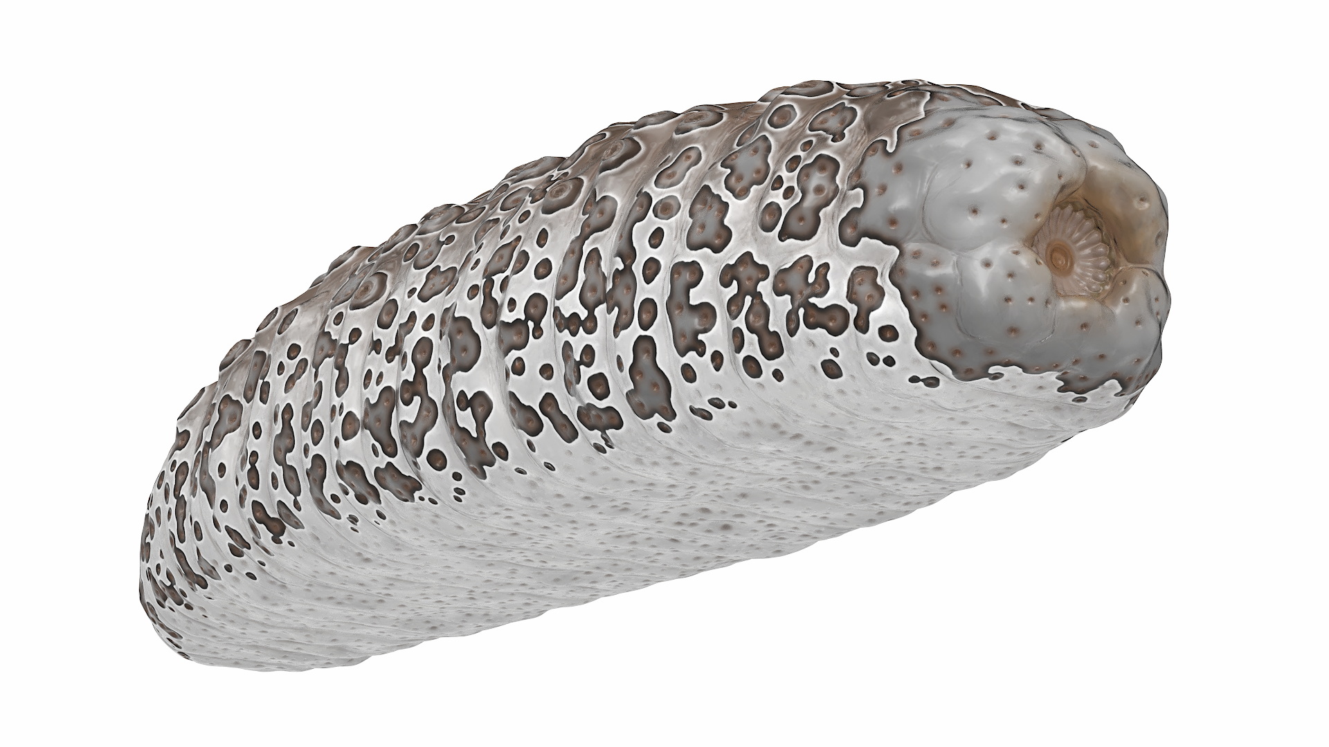 3D model Trepang Brown Rigged