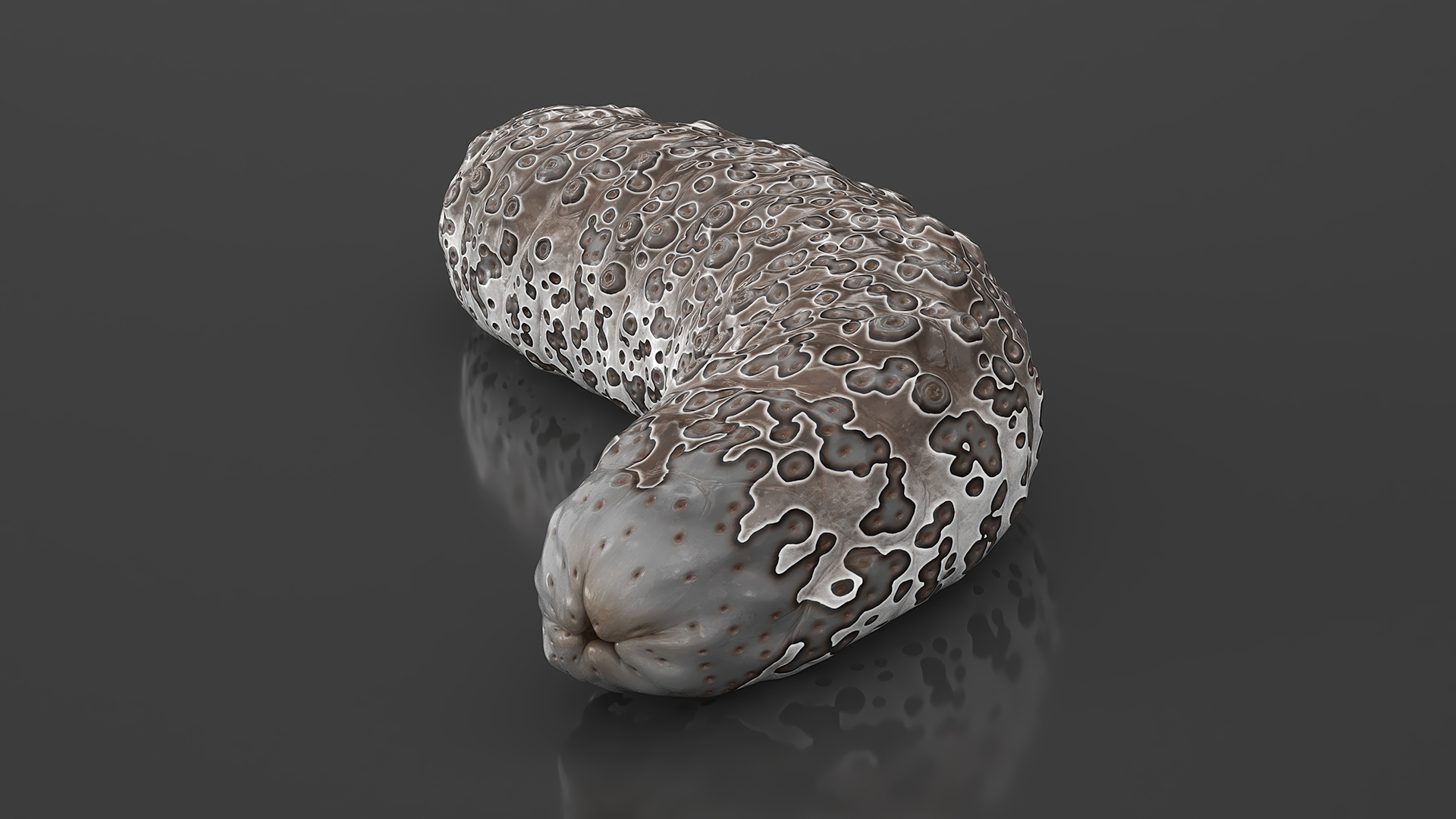 3D model Trepang Brown Rigged