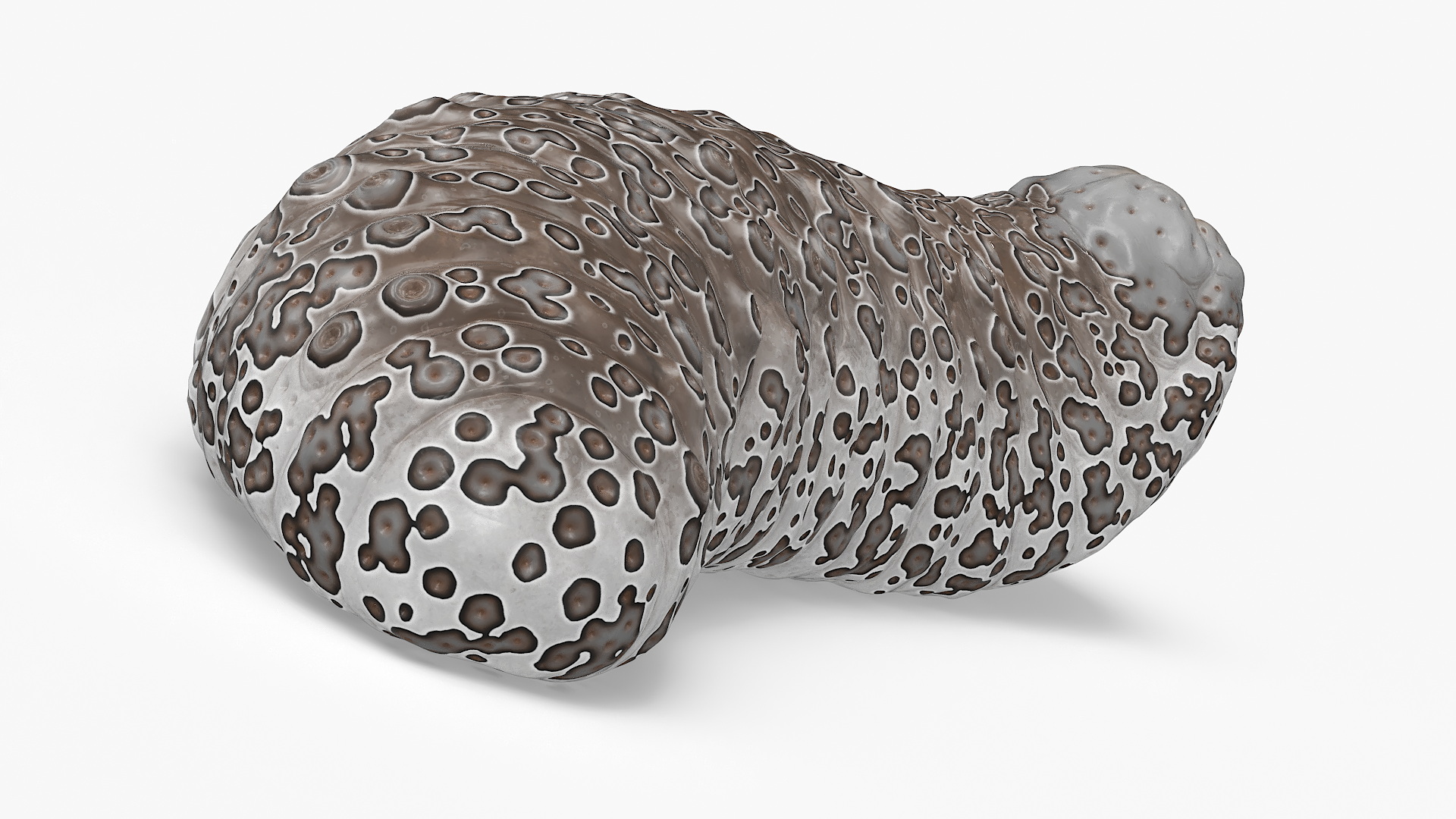 3D model Trepang Brown Rigged
