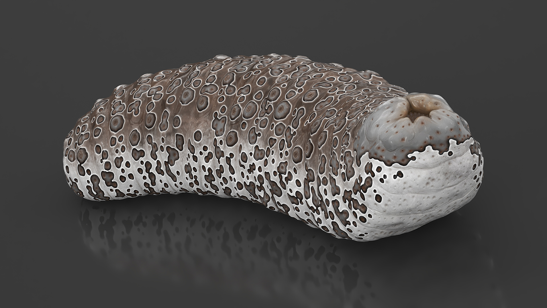 3D model Trepang Brown Rigged