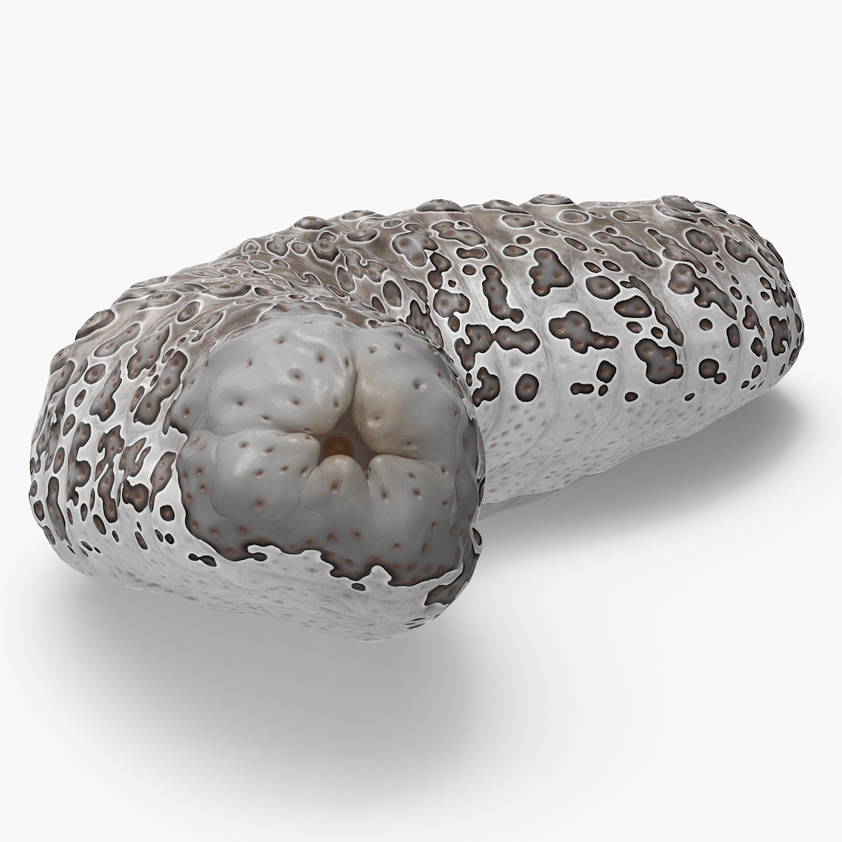 3D model Trepang Brown Rigged