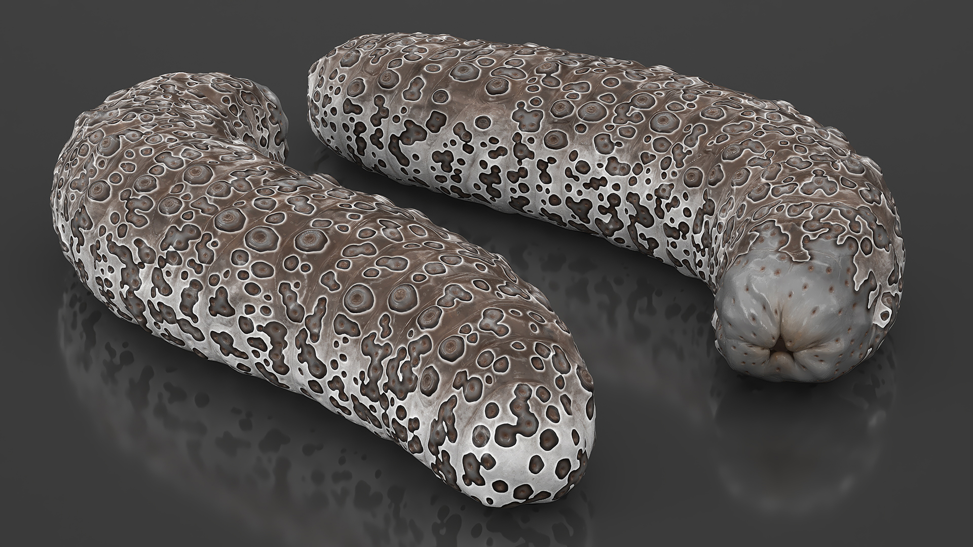 3D model Trepang Brown Rigged