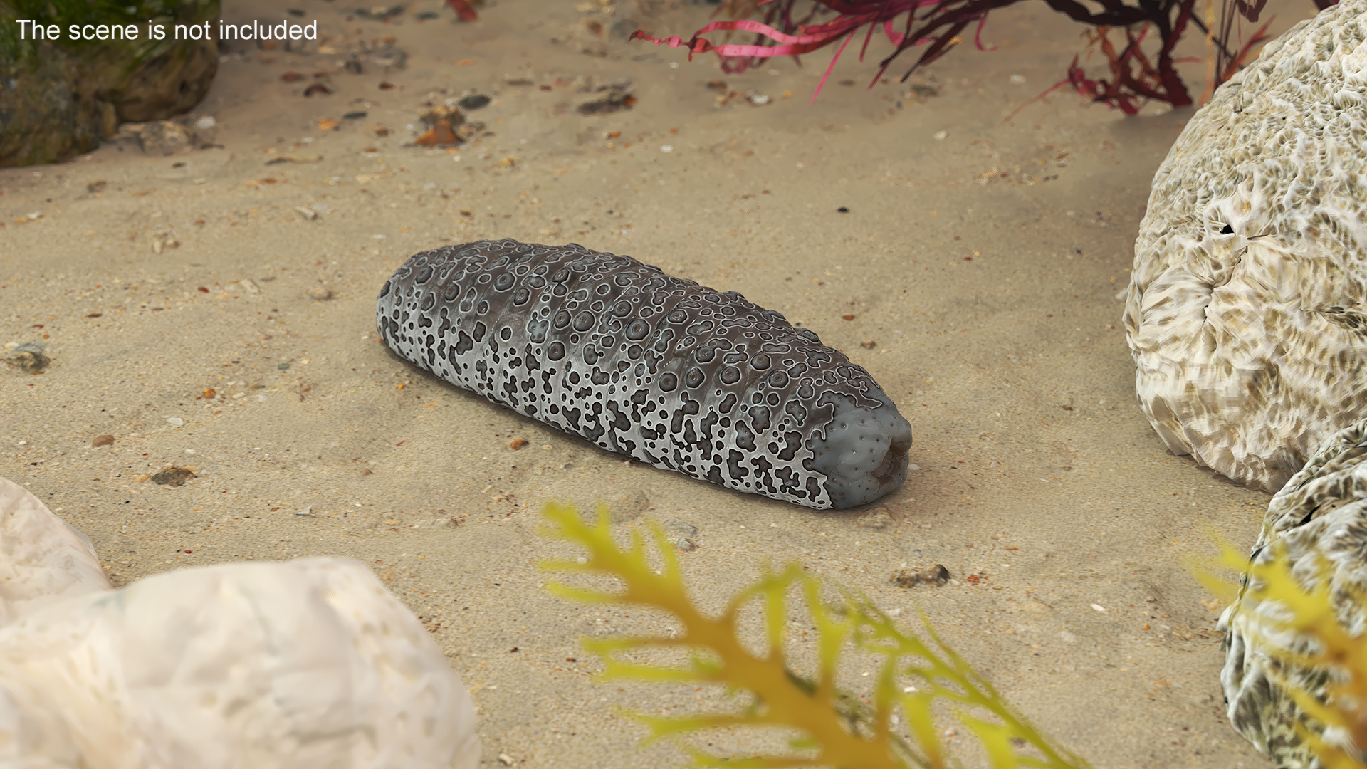 3D model Trepang Brown Rigged