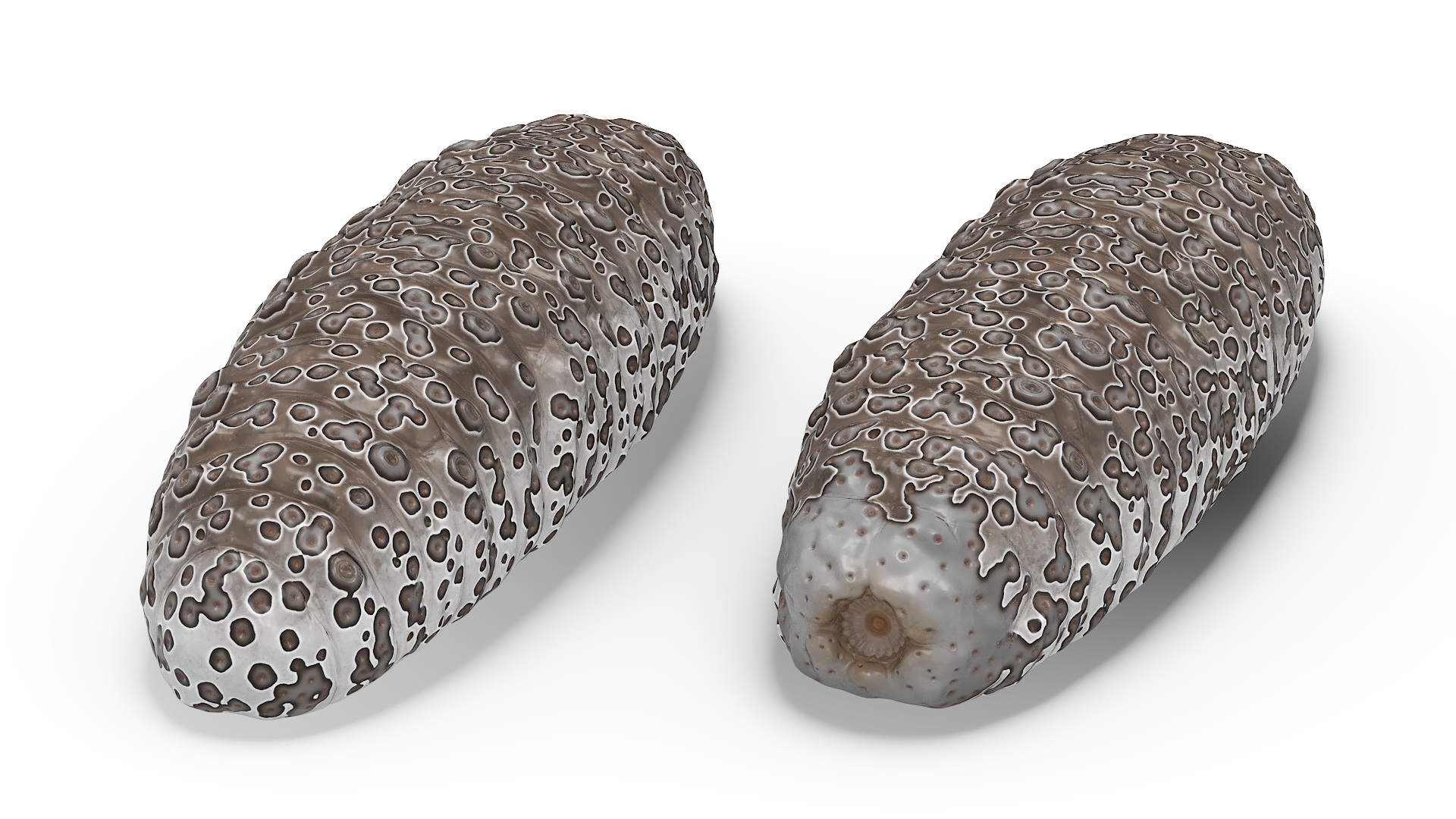 3D model Trepang Brown Rigged