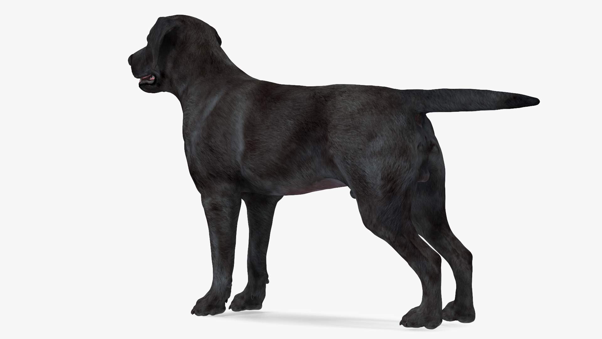 3D model Labrador Dog Black Rigged