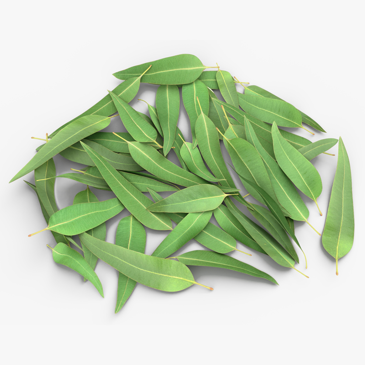 Eucalyptus Leaves, view 4