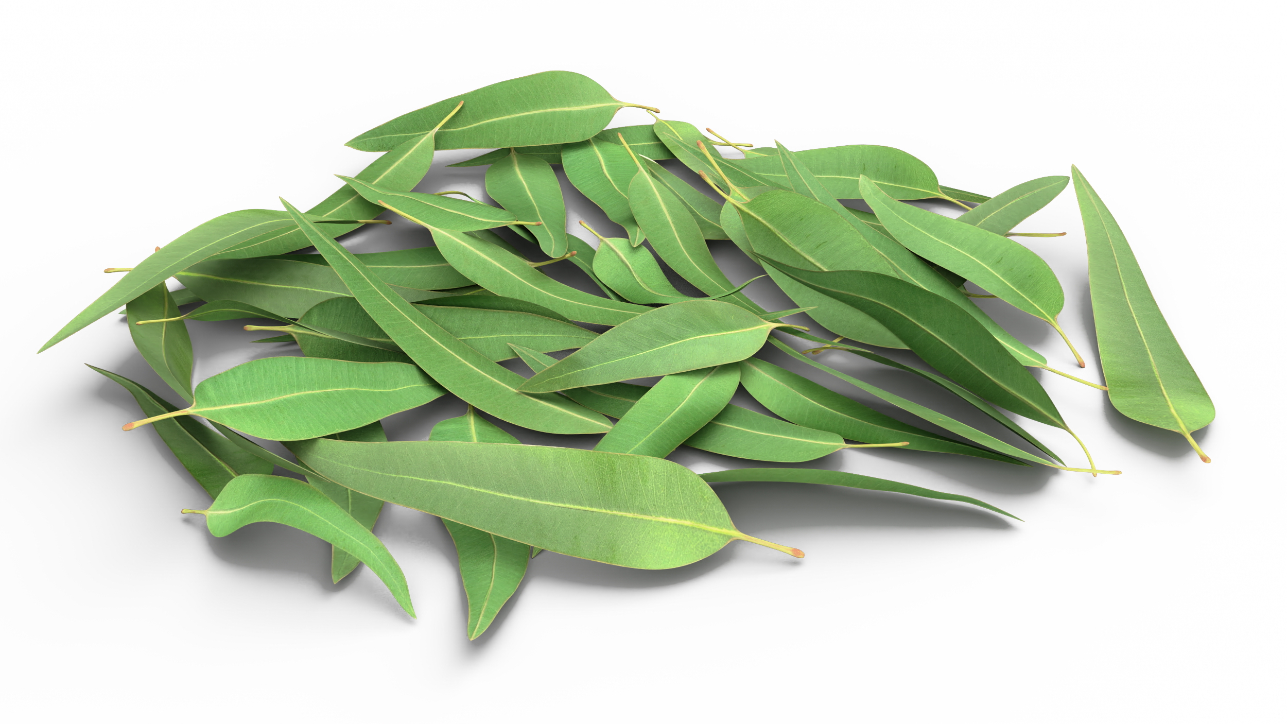 3D Pile of Fresh Eucalyptus Leaves