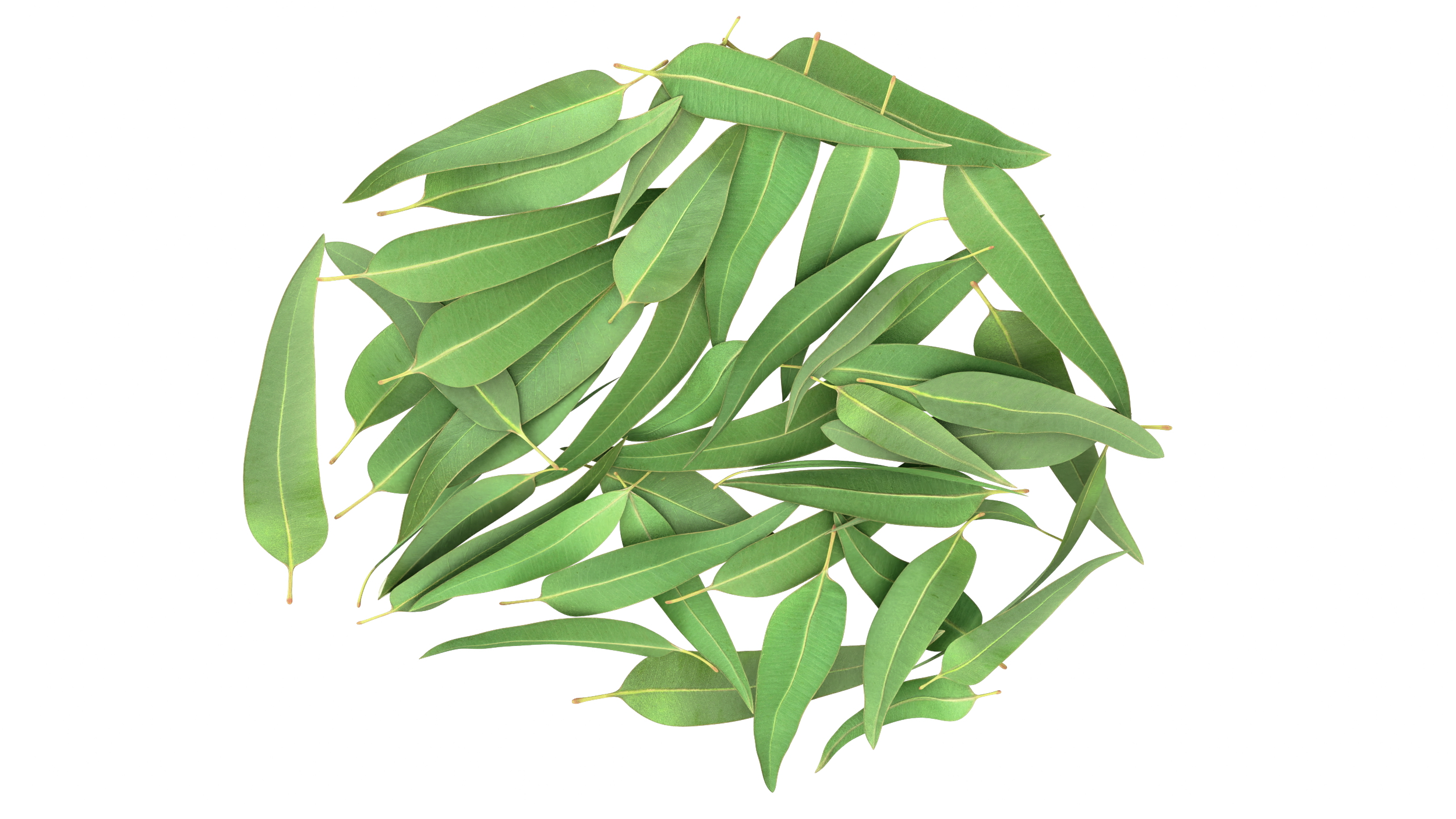 3D Pile of Fresh Eucalyptus Leaves